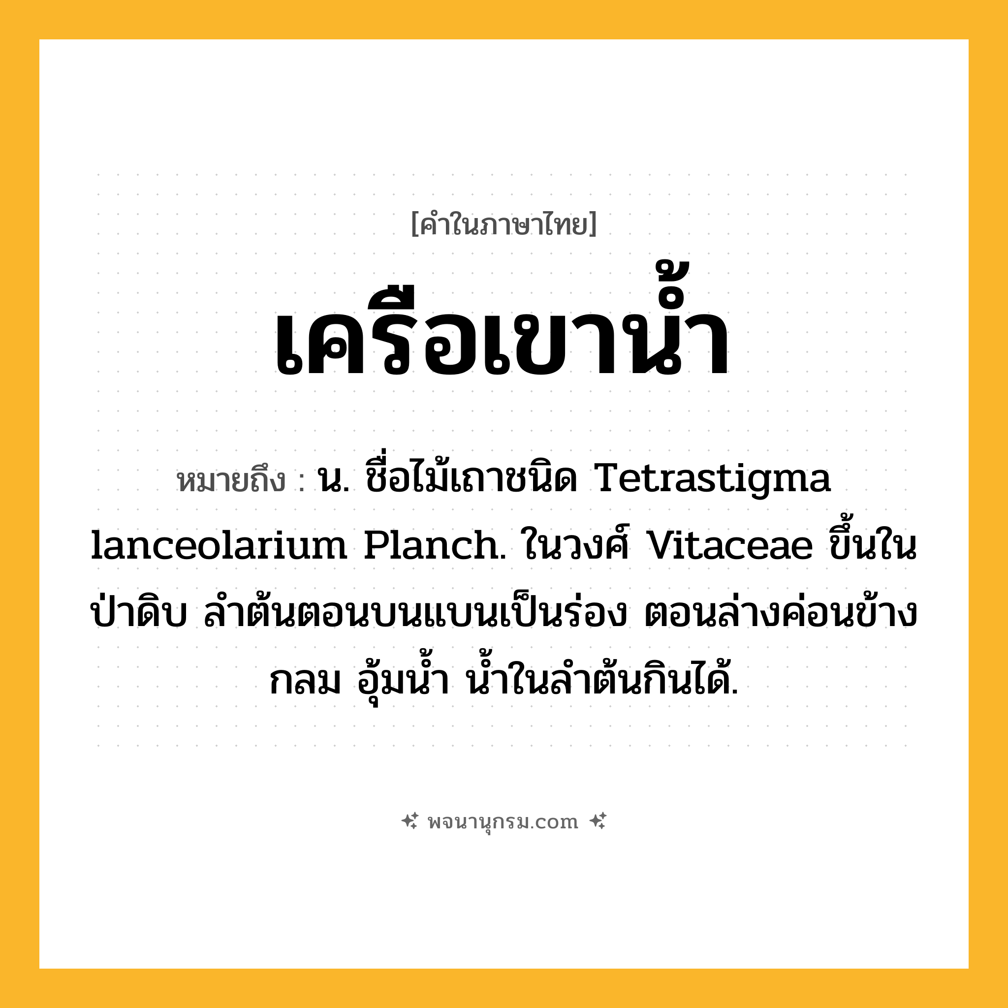 เครือเขาน้ำ ความหมาย หมายถึงอะไร?, คำในภาษาไทย เครือเขาน้ำ หมายถึง น. ชื่อไม้เถาชนิด Tetrastigma lanceolarium Planch. ในวงศ์ Vitaceae ขึ้นในป่าดิบ ลําต้นตอนบนแบนเป็นร่อง ตอนล่างค่อนข้างกลม อุ้มนํ้า นํ้าในลําต้นกินได้.