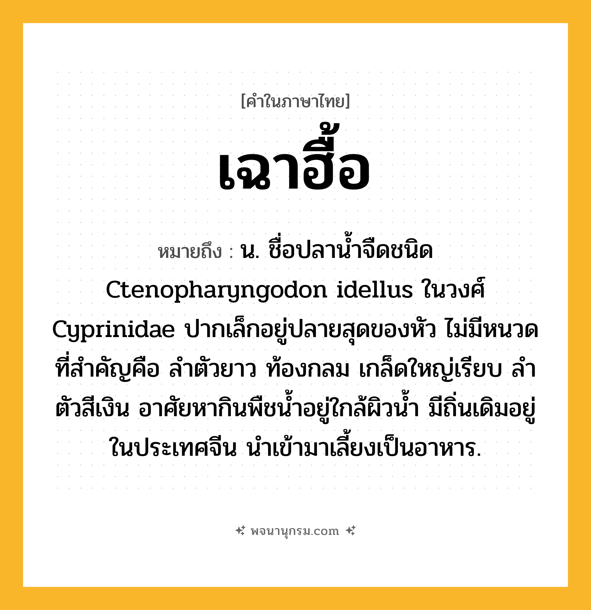 เฉาฮื้อ ความหมาย หมายถึงอะไร?, คำในภาษาไทย เฉาฮื้อ หมายถึง น. ชื่อปลานํ้าจืดชนิด Ctenopharyngodon idellus ในวงศ์ Cyprinidae ปากเล็กอยู่ปลายสุดของหัว ไม่มีหนวด ที่สําคัญคือ ลําตัวยาว ท้องกลม เกล็ดใหญ่เรียบ ลําตัวสีเงิน อาศัยหากินพืชนํ้าอยู่ใกล้ผิวนํ้า มีถิ่นเดิมอยู่ในประเทศจีน นําเข้ามาเลี้ยงเป็นอาหาร.