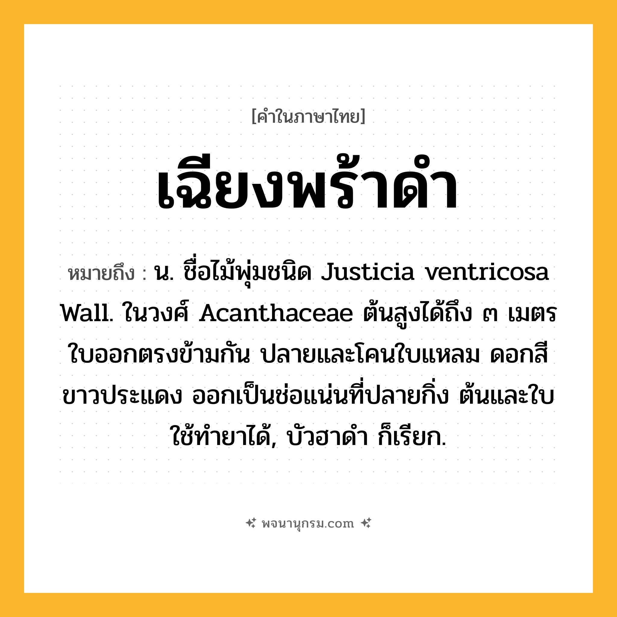 เฉียงพร้าดำ ความหมาย หมายถึงอะไร?, คำในภาษาไทย เฉียงพร้าดำ หมายถึง น. ชื่อไม้พุ่มชนิด Justicia ventricosa Wall. ในวงศ์ Acanthaceae ต้นสูงได้ถึง ๓ เมตร ใบออกตรงข้ามกัน ปลายและโคนใบแหลม ดอกสีขาวประแดง ออกเป็นช่อแน่นที่ปลายกิ่ง ต้นและใบใช้ทํายาได้, บัวฮาดํา ก็เรียก.