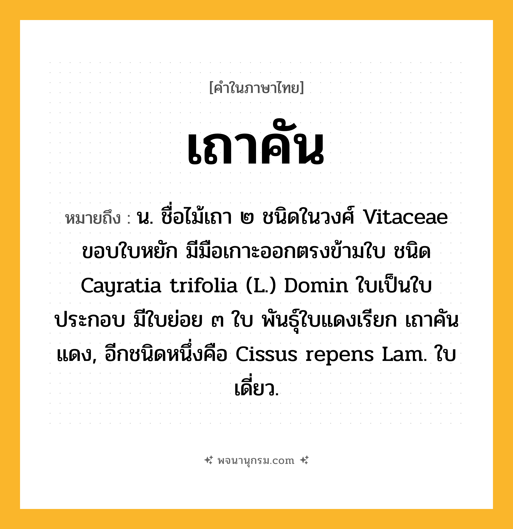 เถาคัน ความหมาย หมายถึงอะไร?, คำในภาษาไทย เถาคัน หมายถึง น. ชื่อไม้เถา ๒ ชนิดในวงศ์ Vitaceae ขอบใบหยัก มีมือเกาะออกตรงข้ามใบ ชนิด Cayratia trifolia (L.) Domin ใบเป็นใบประกอบ มีใบย่อย ๓ ใบ พันธุ์ใบแดงเรียก เถาคันแดง, อีกชนิดหนึ่งคือ Cissus repens Lam. ใบเดี่ยว.