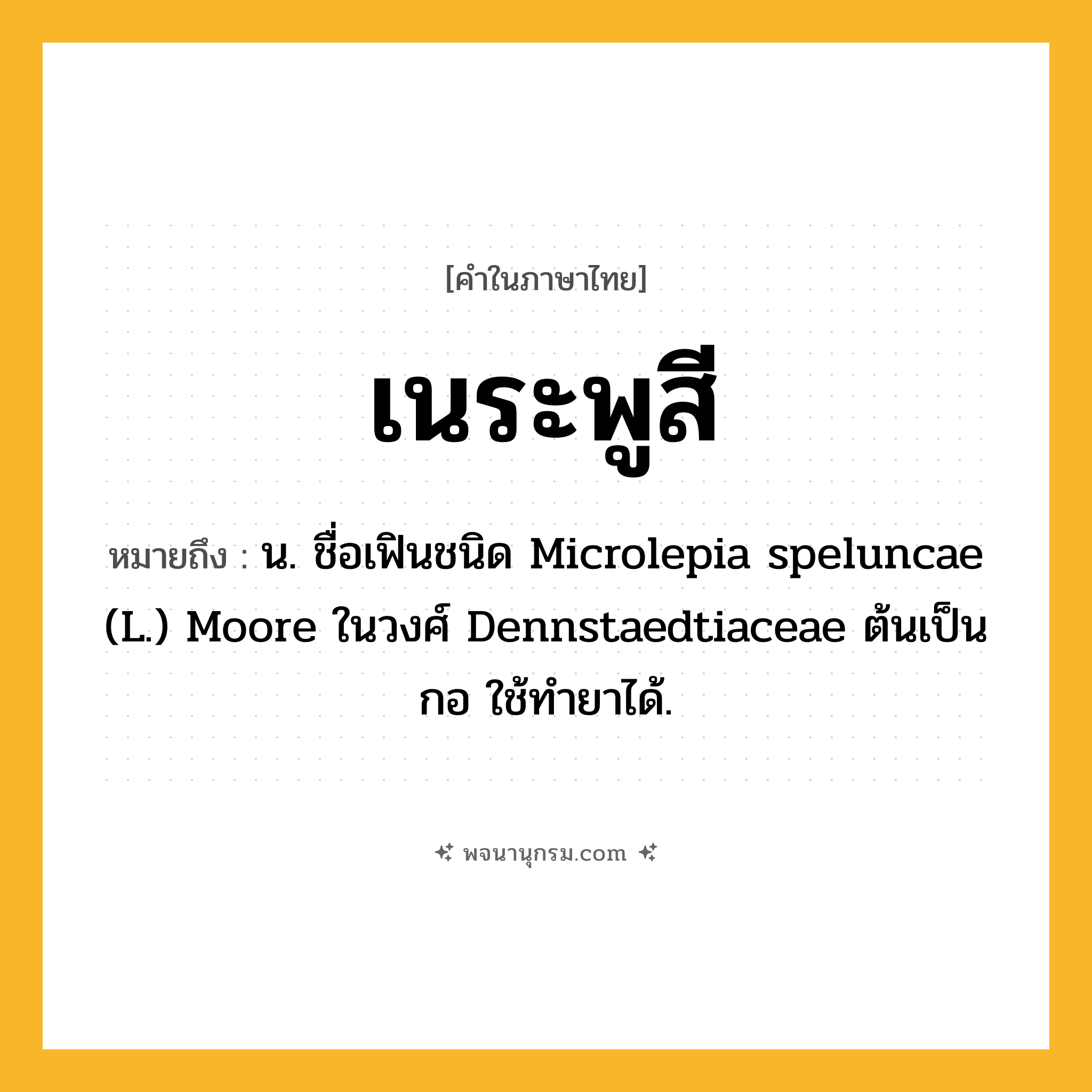เนระพูสี ความหมาย หมายถึงอะไร?, คำในภาษาไทย เนระพูสี หมายถึง น. ชื่อเฟินชนิด Microlepia speluncae (L.) Moore ในวงศ์ Dennstaedtiaceae ต้นเป็นกอ ใช้ทํายาได้.