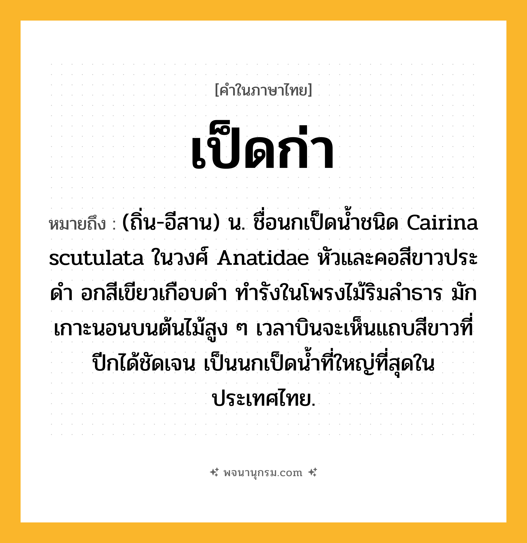 เป็ดก่า ความหมาย หมายถึงอะไร?, คำในภาษาไทย เป็ดก่า หมายถึง (ถิ่น-อีสาน) น. ชื่อนกเป็ดนํ้าชนิด Cairina scutulata ในวงศ์ Anatidae หัวและคอสีขาวประดํา อกสีเขียวเกือบดํา ทํารังในโพรงไม้ริมลําธาร มักเกาะนอนบนต้นไม้สูง ๆ เวลาบินจะเห็นแถบสีขาวที่ปีกได้ชัดเจน เป็นนกเป็ดนํ้าที่ใหญ่ที่สุดในประเทศไทย.