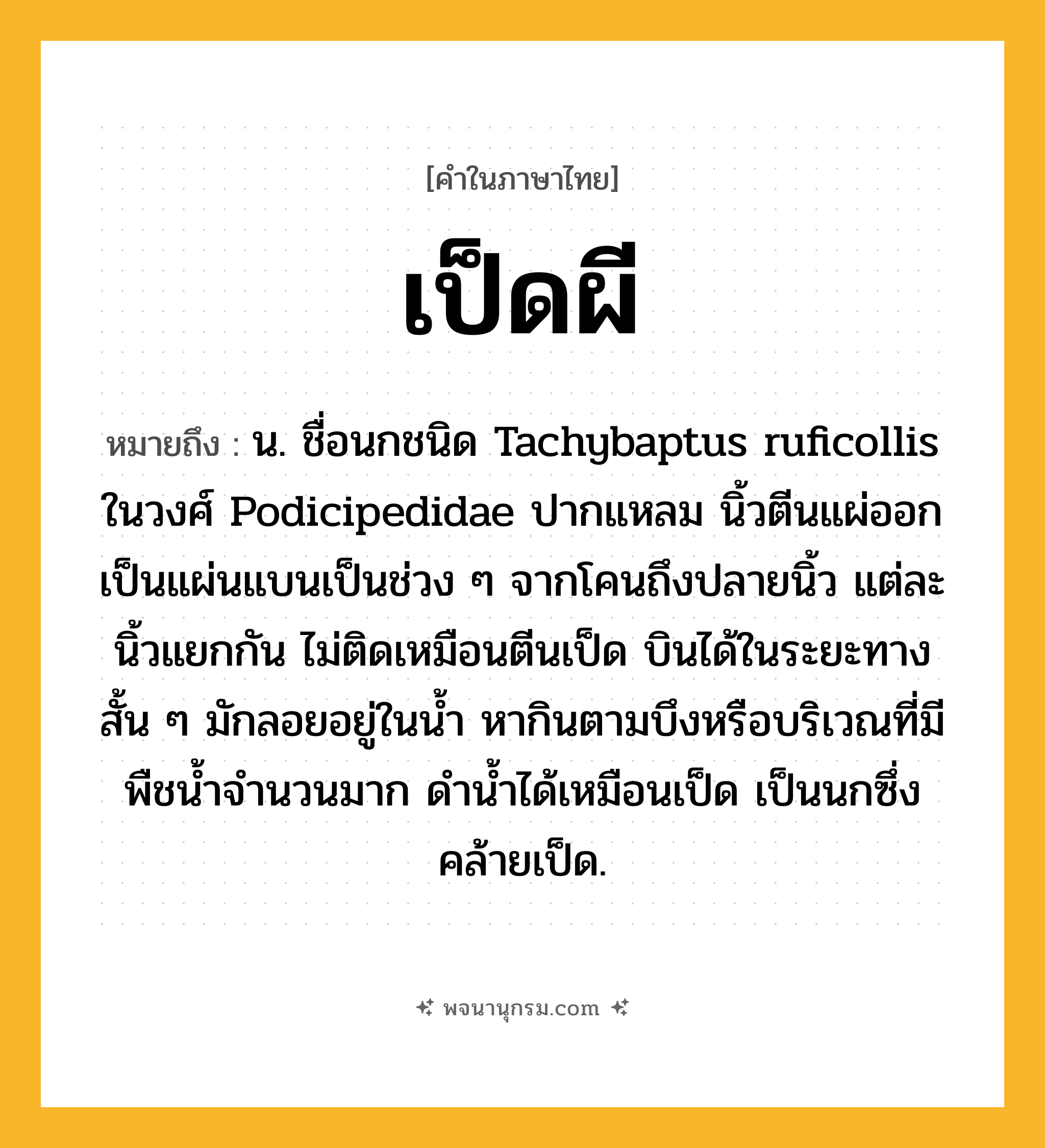 เป็ดผี ความหมาย หมายถึงอะไร?, คำในภาษาไทย เป็ดผี หมายถึง น. ชื่อนกชนิด Tachybaptus ruficollis ในวงศ์ Podicipedidae ปากแหลม นิ้วตีนแผ่ออกเป็นแผ่นแบนเป็นช่วง ๆ จากโคนถึงปลายนิ้ว แต่ละนิ้วแยกกัน ไม่ติดเหมือนตีนเป็ด บินได้ในระยะทางสั้น ๆ มักลอยอยู่ในนํ้า หากินตามบึงหรือบริเวณที่มีพืชนํ้าจํานวนมาก ดํานํ้าได้เหมือนเป็ด เป็นนกซึ่งคล้ายเป็ด.