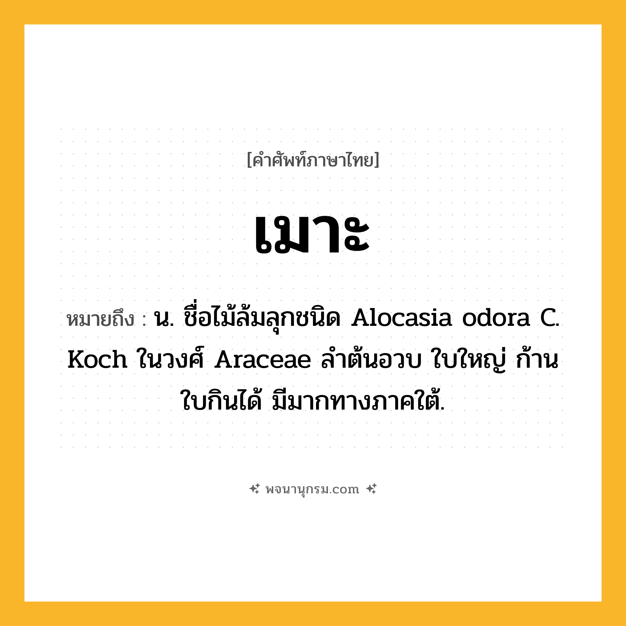 เมาะ ความหมาย หมายถึงอะไร?, คำในภาษาไทย เมาะ หมายถึง น. ชื่อไม้ล้มลุกชนิด Alocasia odora C. Koch ในวงศ์ Araceae ลําต้นอวบ ใบใหญ่ ก้านใบกินได้ มีมากทางภาคใต้.