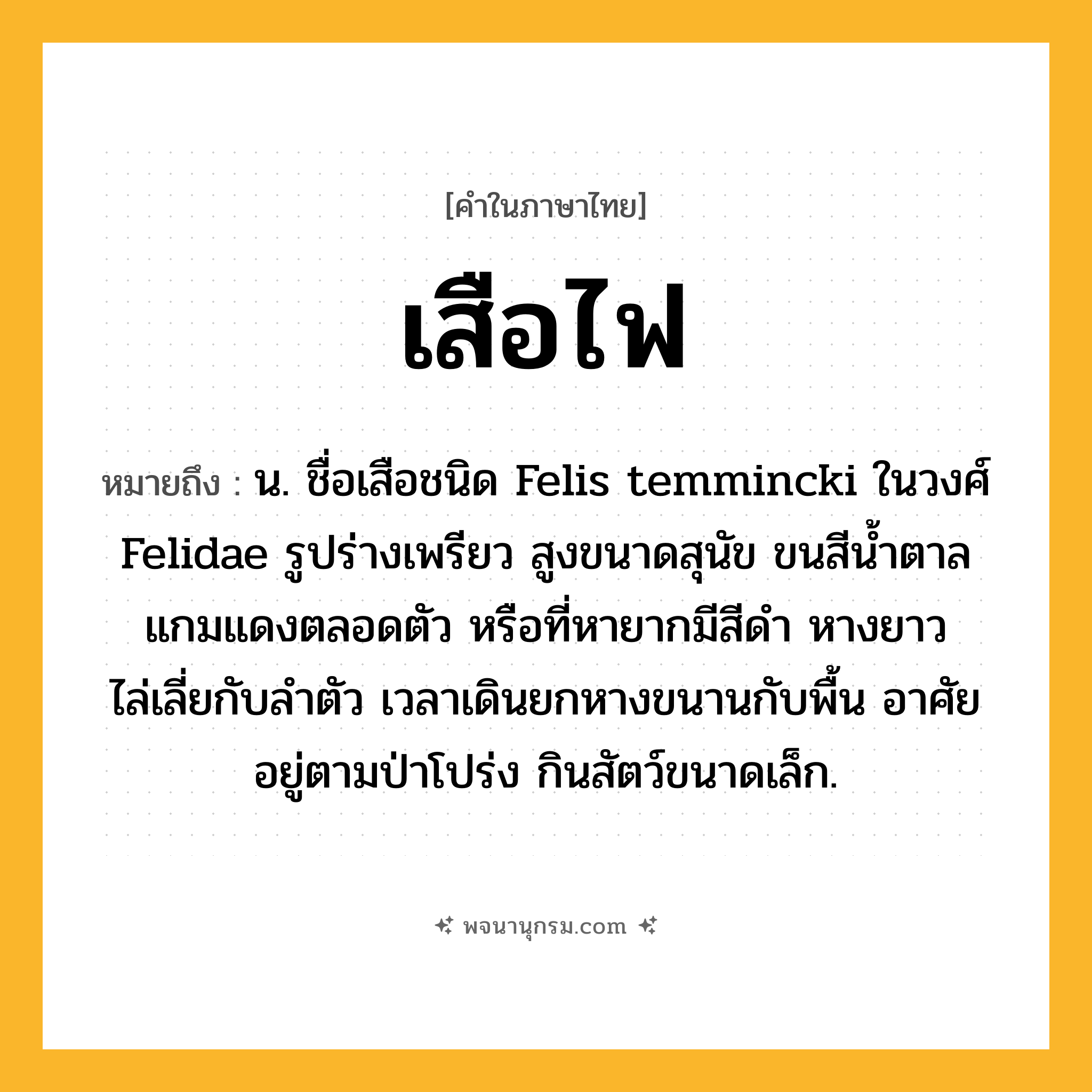 เสือไฟ ความหมาย หมายถึงอะไร?, คำในภาษาไทย เสือไฟ หมายถึง น. ชื่อเสือชนิด Felis temmincki ในวงศ์ Felidae รูปร่างเพรียว สูงขนาดสุนัข ขนสีนํ้าตาลแกมแดงตลอดตัว หรือที่หายากมีสีดำ หางยาวไล่เลี่ยกับลำตัว เวลาเดินยกหางขนานกับพื้น อาศัยอยู่ตามป่าโปร่ง กินสัตว์ขนาดเล็ก.