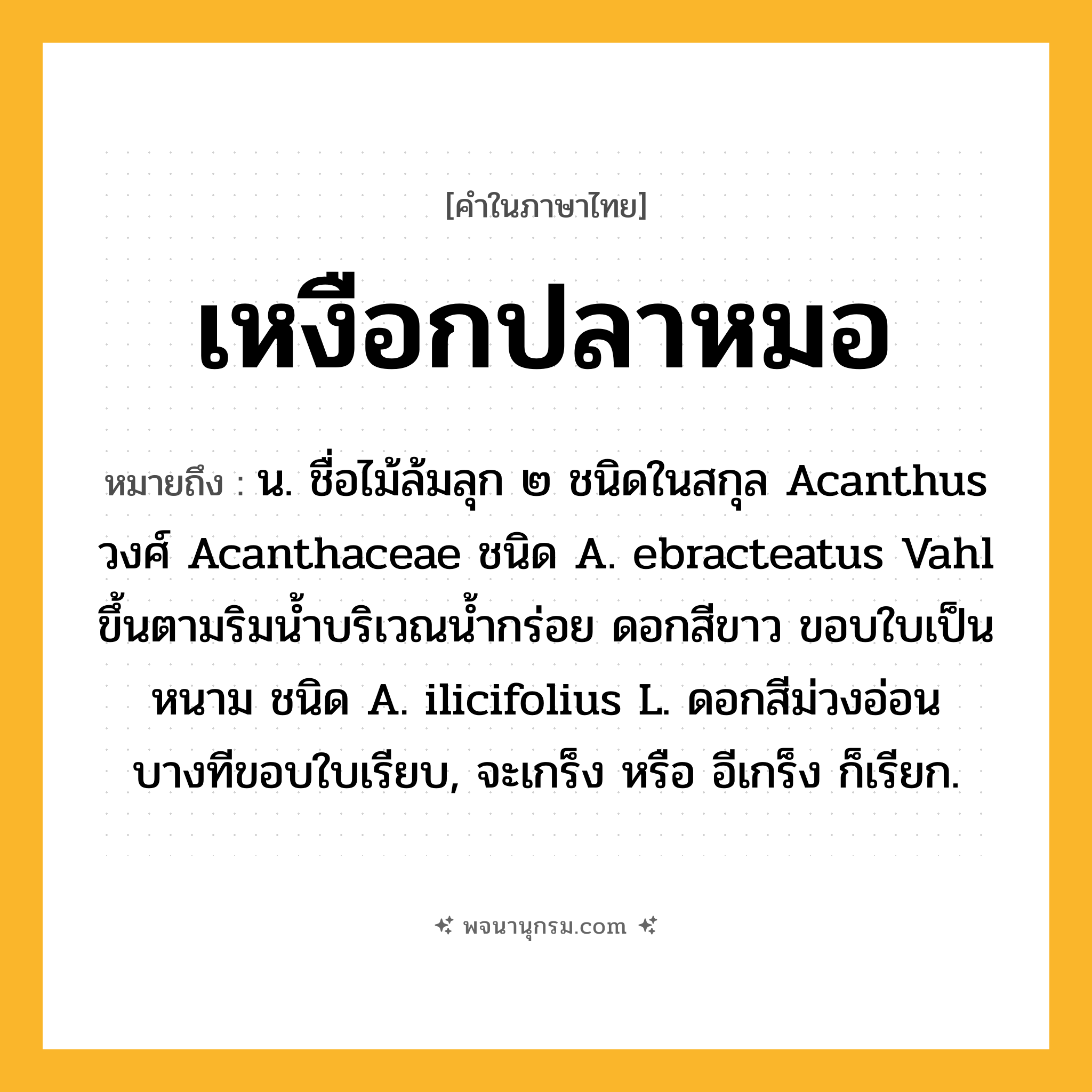 เหงือกปลาหมอ ความหมาย หมายถึงอะไร?, คำในภาษาไทย เหงือกปลาหมอ หมายถึง น. ชื่อไม้ล้มลุก ๒ ชนิดในสกุล Acanthus วงศ์ Acanthaceae ชนิด A. ebracteatus Vahl ขึ้นตามริมนํ้าบริเวณนํ้ากร่อย ดอกสีขาว ขอบใบเป็นหนาม ชนิด A. ilicifolius L. ดอกสีม่วงอ่อน บางทีขอบใบเรียบ, จะเกร็ง หรือ อีเกร็ง ก็เรียก.