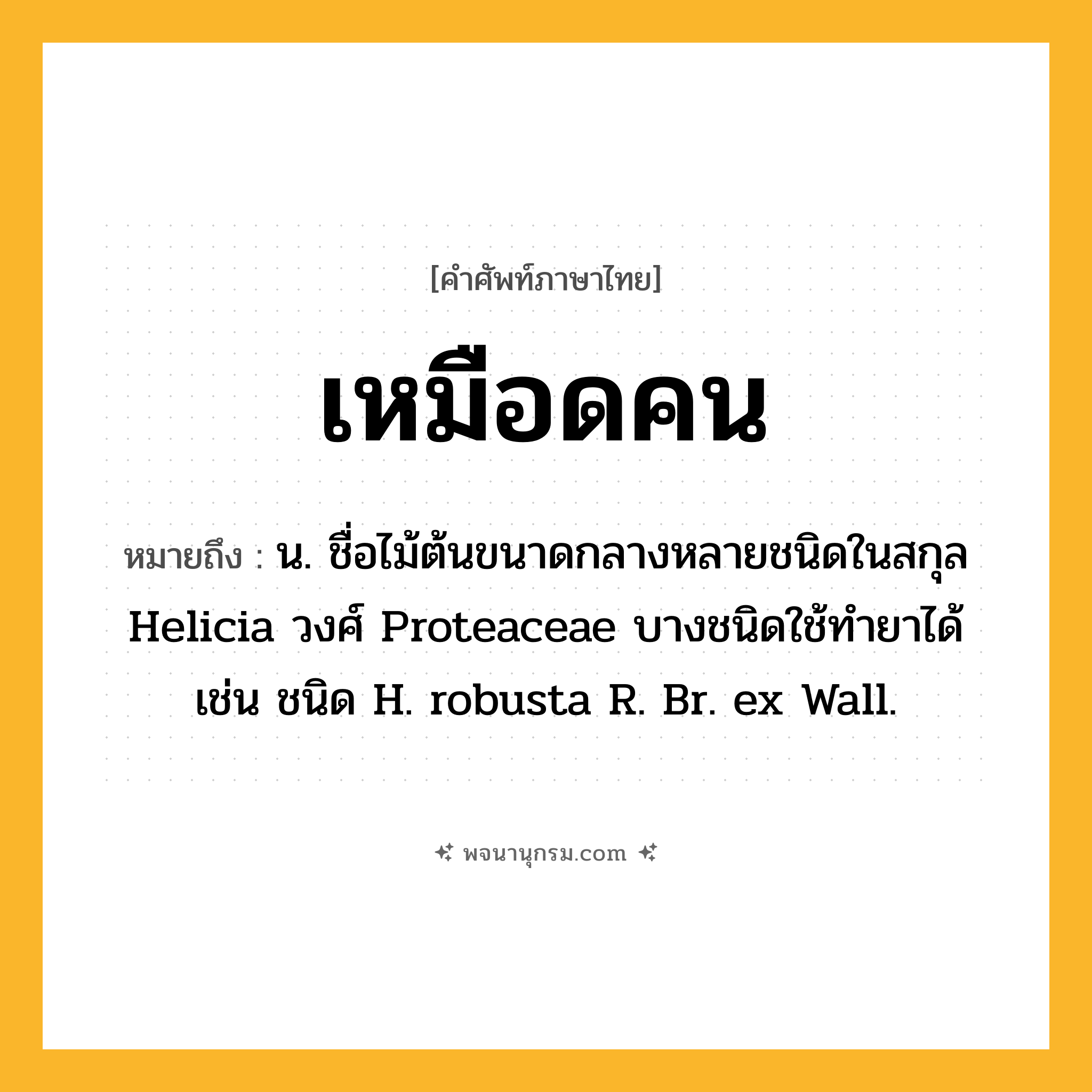 เหมือดคน ความหมาย หมายถึงอะไร?, คำในภาษาไทย เหมือดคน หมายถึง น. ชื่อไม้ต้นขนาดกลางหลายชนิดในสกุล Helicia วงศ์ Proteaceae บางชนิดใช้ทํายาได้ เช่น ชนิด H. robusta R. Br. ex Wall.