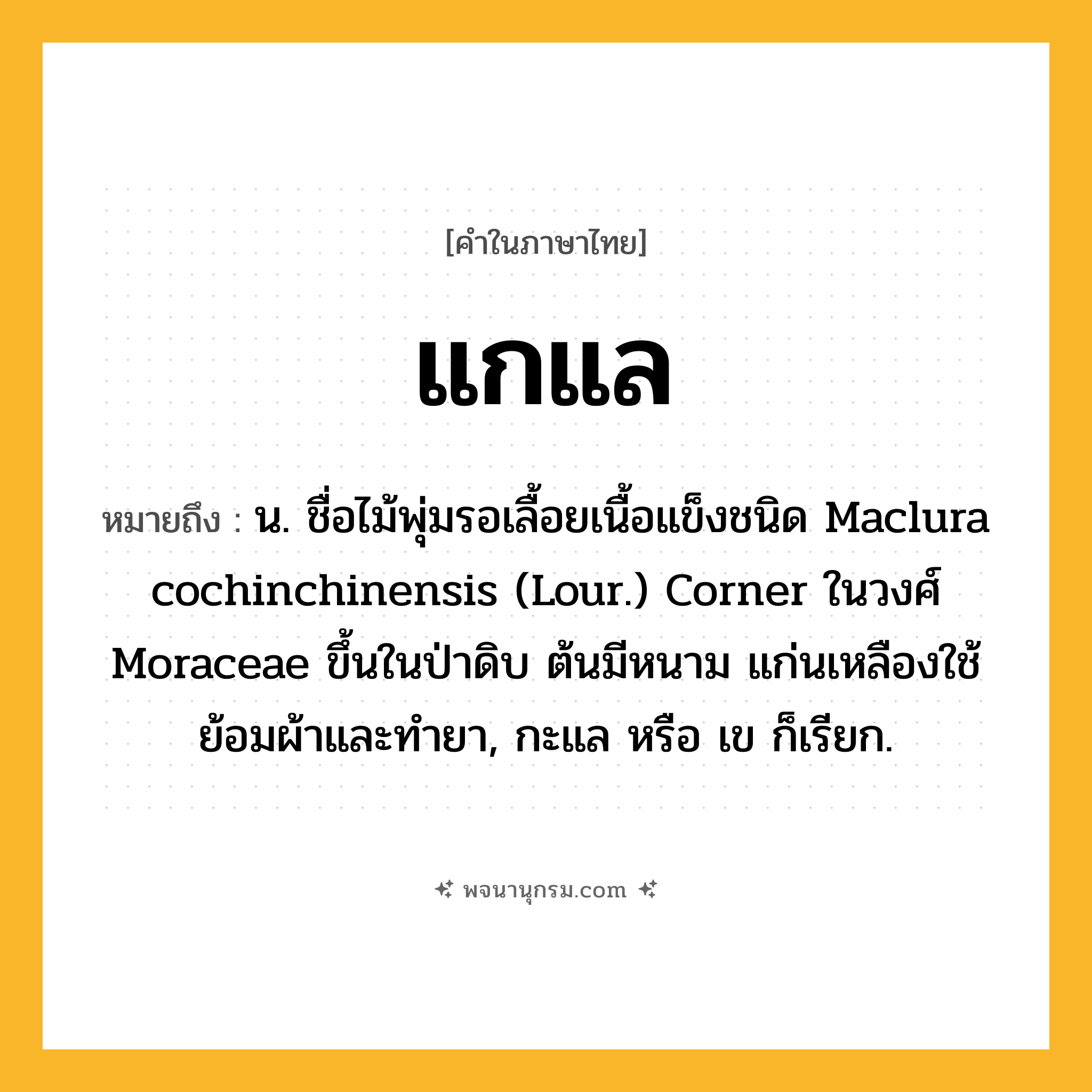 แกแล ความหมาย หมายถึงอะไร?, คำในภาษาไทย แกแล หมายถึง น. ชื่อไม้พุ่มรอเลื้อยเนื้อแข็งชนิด Maclura cochinchinensis (Lour.) Corner ในวงศ์ Moraceae ขึ้นในป่าดิบ ต้นมีหนาม แก่นเหลืองใช้ย้อมผ้าและทํายา, กะแล หรือ เข ก็เรียก.