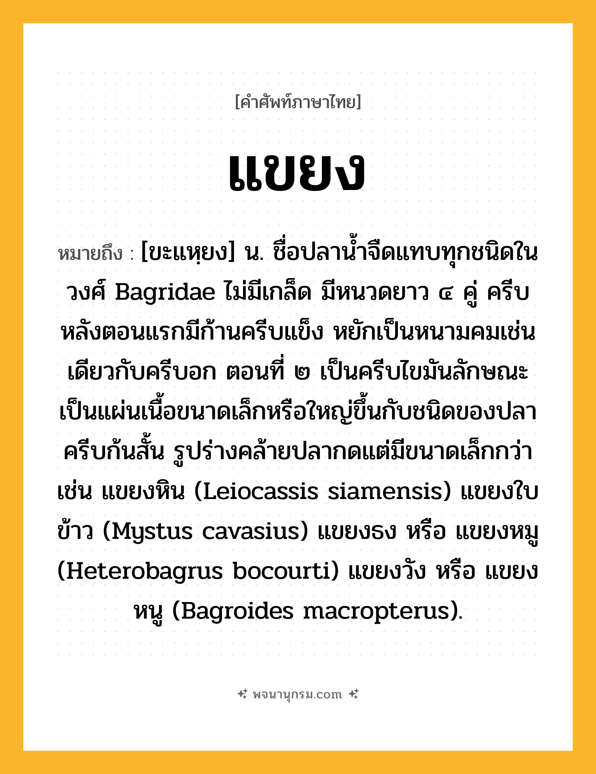 แขยง ความหมาย หมายถึงอะไร?, คำในภาษาไทย แขยง หมายถึง [ขะแหฺยง] น. ชื่อปลานํ้าจืดแทบทุกชนิดในวงศ์ Bagridae ไม่มีเกล็ด มีหนวดยาว ๔ คู่ ครีบหลังตอนแรกมีก้านครีบแข็ง หยักเป็นหนามคมเช่นเดียวกับครีบอก ตอนที่ ๒ เป็นครีบไขมันลักษณะเป็นแผ่นเนื้อขนาดเล็กหรือใหญ่ขึ้นกับชนิดของปลา ครีบก้นสั้น รูปร่างคล้ายปลากดแต่มีขนาดเล็กกว่า เช่น แขยงหิน (Leiocassis siamensis) แขยงใบข้าว (Mystus cavasius) แขยงธง หรือ แขยงหมู (Heterobagrus bocourti) แขยงวัง หรือ แขยงหนู (Bagroides macropterus).
