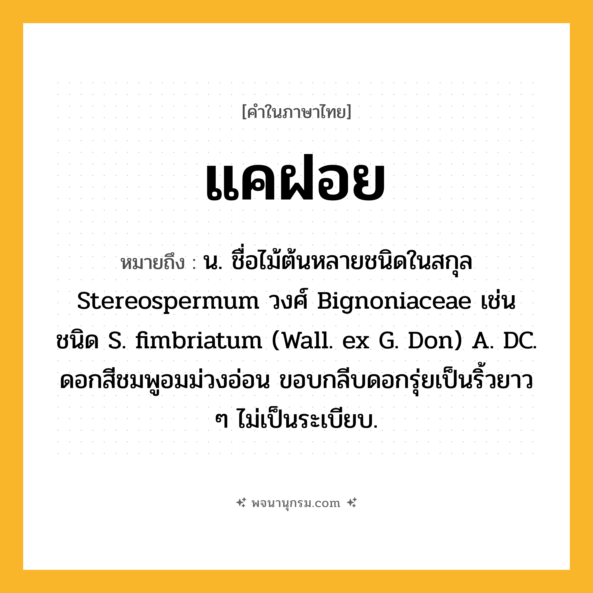 แคฝอย ความหมาย หมายถึงอะไร?, คำในภาษาไทย แคฝอย หมายถึง น. ชื่อไม้ต้นหลายชนิดในสกุล Stereospermum วงศ์ Bignoniaceae เช่น ชนิด S. fimbriatum (Wall. ex G. Don) A. DC. ดอกสีชมพูอมม่วงอ่อน ขอบกลีบดอกรุ่ยเป็นริ้วยาว ๆ ไม่เป็นระเบียบ.