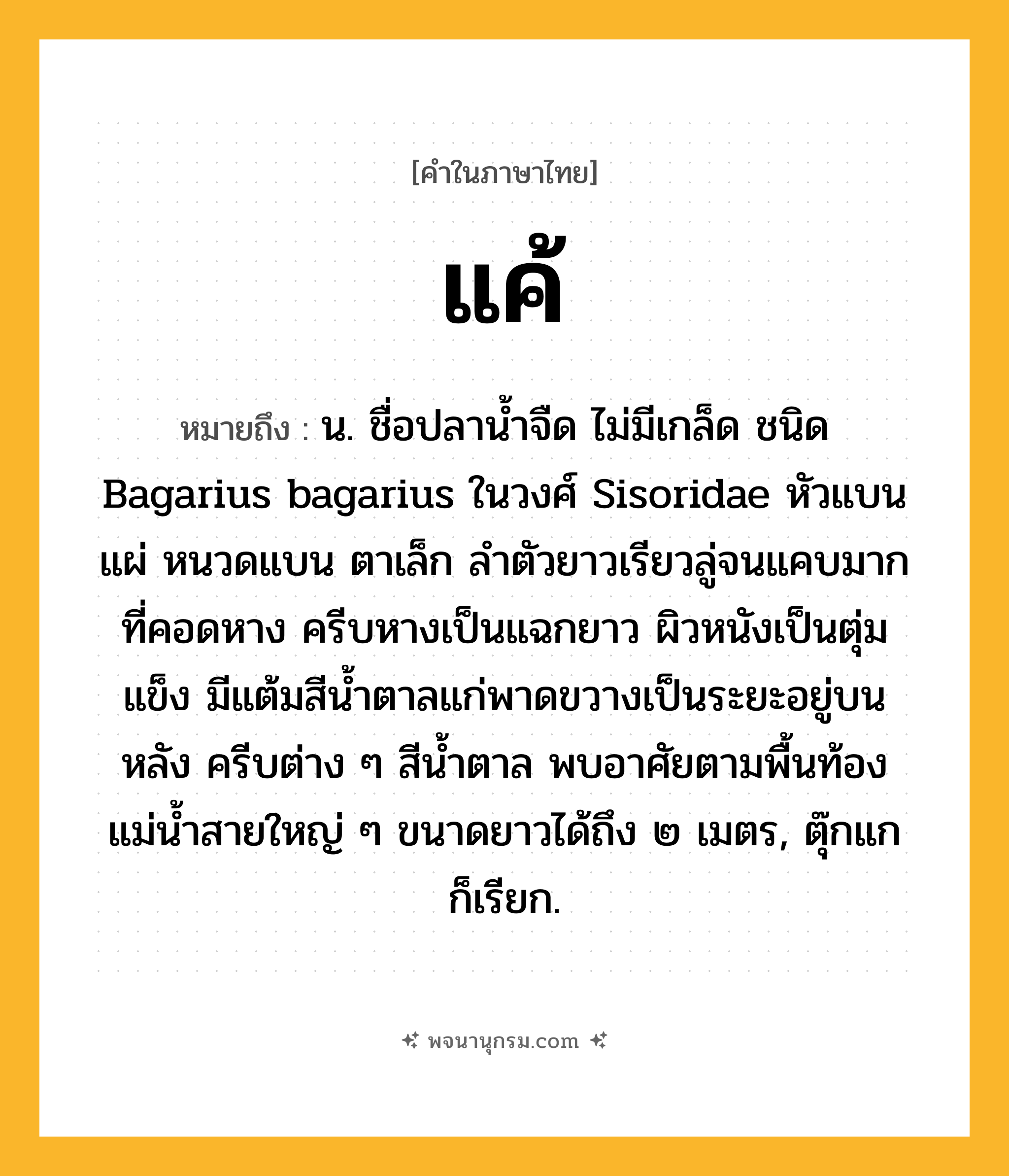 แค้ ความหมาย หมายถึงอะไร?, คำในภาษาไทย แค้ หมายถึง น. ชื่อปลานํ้าจืด ไม่มีเกล็ด ชนิด Bagarius bagarius ในวงศ์ Sisoridae หัวแบนแผ่ หนวดแบน ตาเล็ก ลําตัวยาวเรียวลู่จนแคบมากที่คอดหาง ครีบหางเป็นแฉกยาว ผิวหนังเป็นตุ่มแข็ง มีแต้มสีนํ้าตาลแก่พาดขวางเป็นระยะอยู่บนหลัง ครีบต่าง ๆ สีนํ้าตาล พบอาศัยตามพื้นท้องแม่นํ้าสายใหญ่ ๆ ขนาดยาวได้ถึง ๒ เมตร, ตุ๊กแก ก็เรียก.