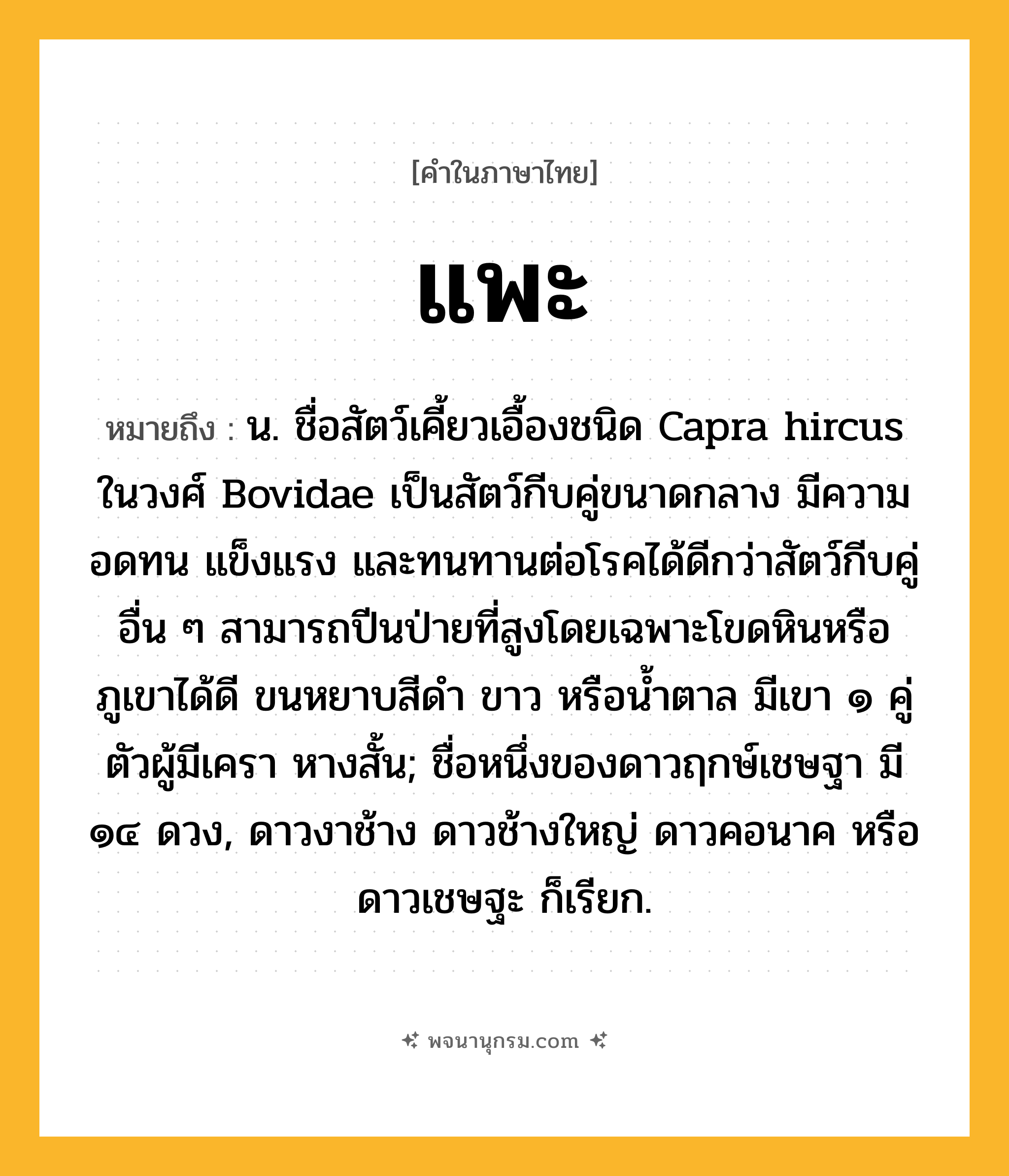 แพะ ความหมาย หมายถึงอะไร?, คำในภาษาไทย แพะ หมายถึง น. ชื่อสัตว์เคี้ยวเอื้องชนิด Capra hircus ในวงศ์ Bovidae เป็นสัตว์กีบคู่ขนาดกลาง มีความอดทน แข็งแรง และทนทานต่อโรคได้ดีกว่าสัตว์กีบคู่อื่น ๆ สามารถปีนป่ายที่สูงโดยเฉพาะโขดหินหรือภูเขาได้ดี ขนหยาบสีดํา ขาว หรือนํ้าตาล มีเขา ๑ คู่ ตัวผู้มีเครา หางสั้น; ชื่อหนึ่งของดาวฤกษ์เชษฐา มี ๑๔ ดวง, ดาวงาช้าง ดาวช้างใหญ่ ดาวคอนาค หรือ ดาวเชษฐะ ก็เรียก.