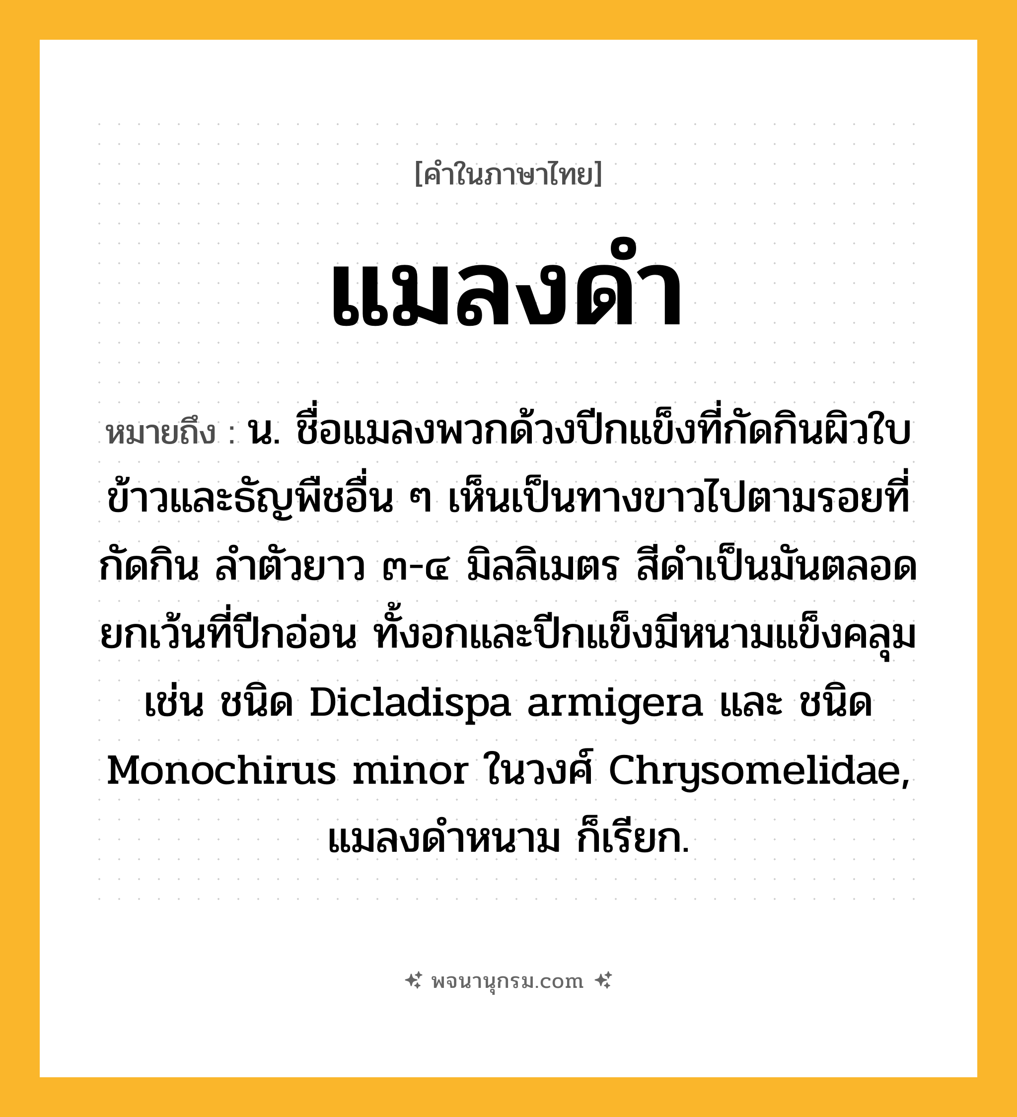 แมลงดำ ความหมาย หมายถึงอะไร?, คำในภาษาไทย แมลงดำ หมายถึง น. ชื่อแมลงพวกด้วงปีกแข็งที่กัดกินผิวใบข้าวและธัญพืชอื่น ๆ เห็นเป็นทางขาวไปตามรอยที่กัดกิน ลําตัวยาว ๓-๔ มิลลิเมตร สีดําเป็นมันตลอด ยกเว้นที่ปีกอ่อน ทั้งอกและปีกแข็งมีหนามแข็งคลุม เช่น ชนิด Dicladispa armigera และ ชนิด Monochirus minor ในวงศ์ Chrysomelidae, แมลงดําหนาม ก็เรียก.