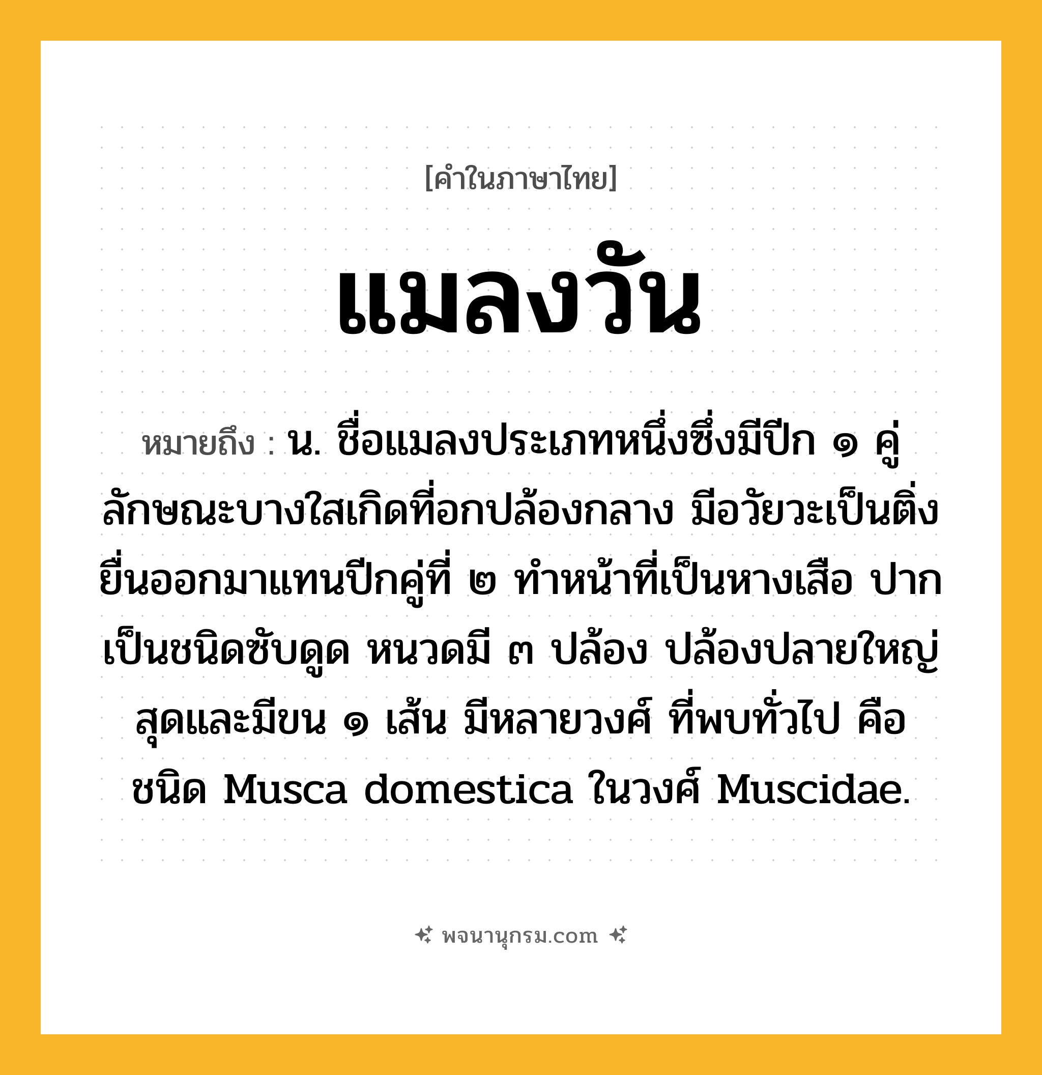 แมลงวัน ความหมาย หมายถึงอะไร?, คำในภาษาไทย แมลงวัน หมายถึง น. ชื่อแมลงประเภทหนึ่งซึ่งมีปีก ๑ คู่ ลักษณะบางใสเกิดที่อกปล้องกลาง มีอวัยวะเป็นติ่งยื่นออกมาแทนปีกคู่ที่ ๒ ทําหน้าที่เป็นหางเสือ ปากเป็นชนิดซับดูด หนวดมี ๓ ปล้อง ปล้องปลายใหญ่สุดและมีขน ๑ เส้น มีหลายวงศ์ ที่พบทั่วไป คือ ชนิด Musca domestica ในวงศ์ Muscidae.