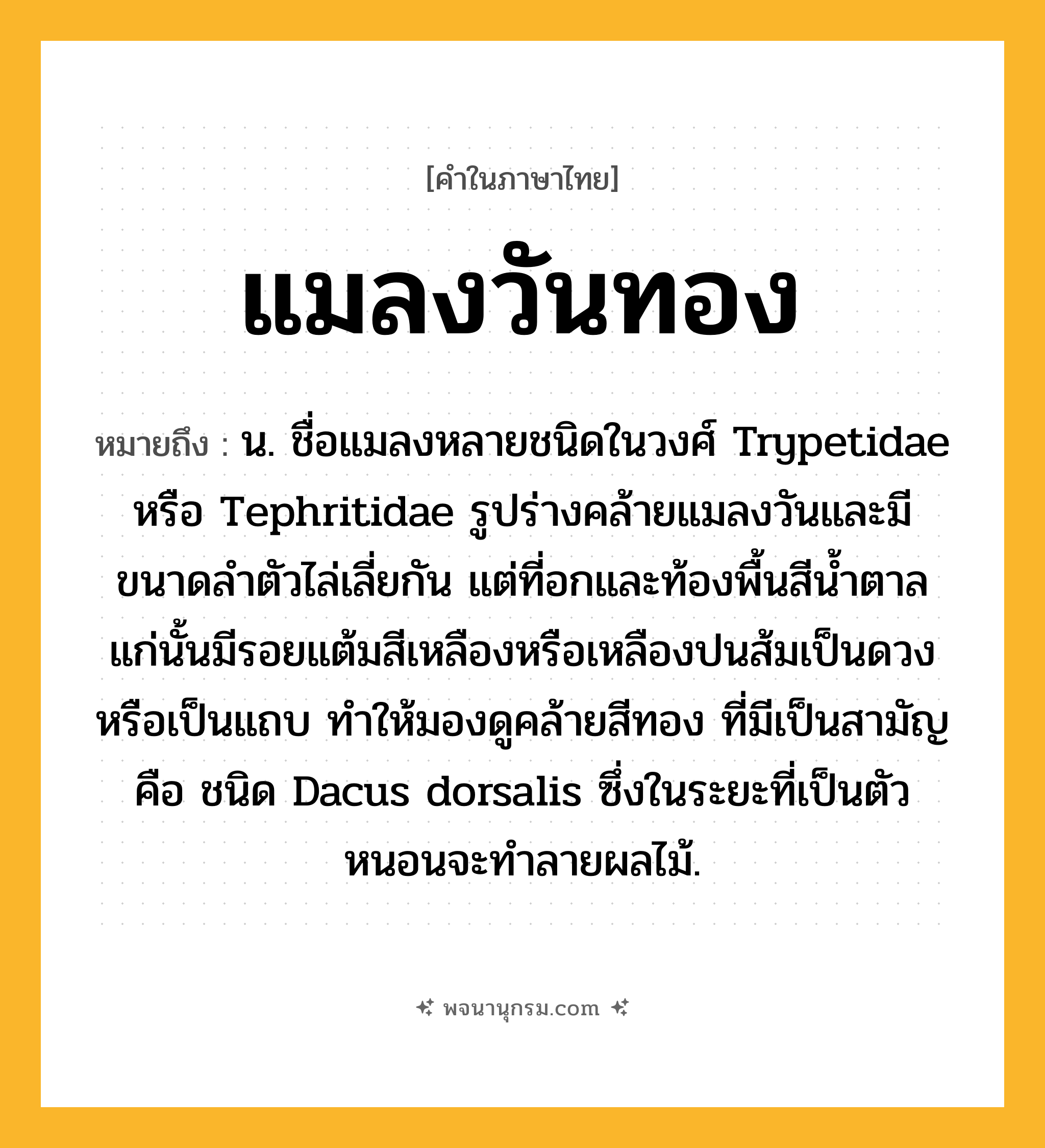 แมลงวันทอง ความหมาย หมายถึงอะไร?, คำในภาษาไทย แมลงวันทอง หมายถึง น. ชื่อแมลงหลายชนิดในวงศ์ Trypetidae หรือ Tephritidae รูปร่างคล้ายแมลงวันและมีขนาดลําตัวไล่เลี่ยกัน แต่ที่อกและท้องพื้นสีน้ำตาลแก่นั้นมีรอยแต้มสีเหลืองหรือเหลืองปนส้มเป็นดวงหรือเป็นแถบ ทําให้มองดูคล้ายสีทอง ที่มีเป็นสามัญ คือ ชนิด Dacus dorsalis ซึ่งในระยะที่เป็นตัวหนอนจะทําลายผลไม้.
