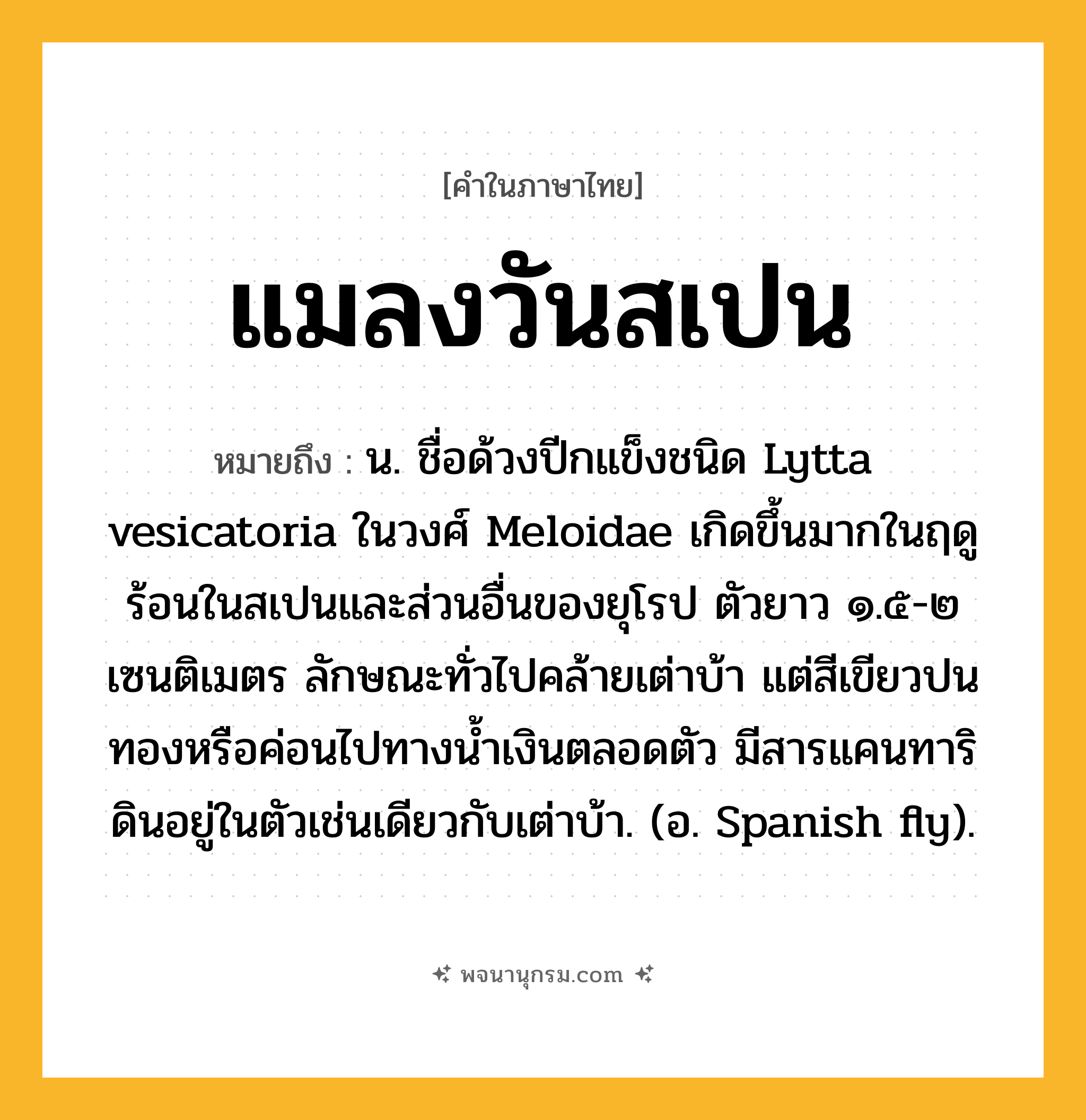 แมลงวันสเปน ความหมาย หมายถึงอะไร?, คำในภาษาไทย แมลงวันสเปน หมายถึง น. ชื่อด้วงปีกแข็งชนิด Lytta vesicatoria ในวงศ์ Meloidae เกิดขึ้นมากในฤดูร้อนในสเปนและส่วนอื่นของยุโรป ตัวยาว ๑.๕-๒ เซนติเมตร ลักษณะทั่วไปคล้ายเต่าบ้า แต่สีเขียวปนทองหรือค่อนไปทางนํ้าเงินตลอดตัว มีสารแคนทาริดินอยู่ในตัวเช่นเดียวกับเต่าบ้า. (อ. Spanish fly).