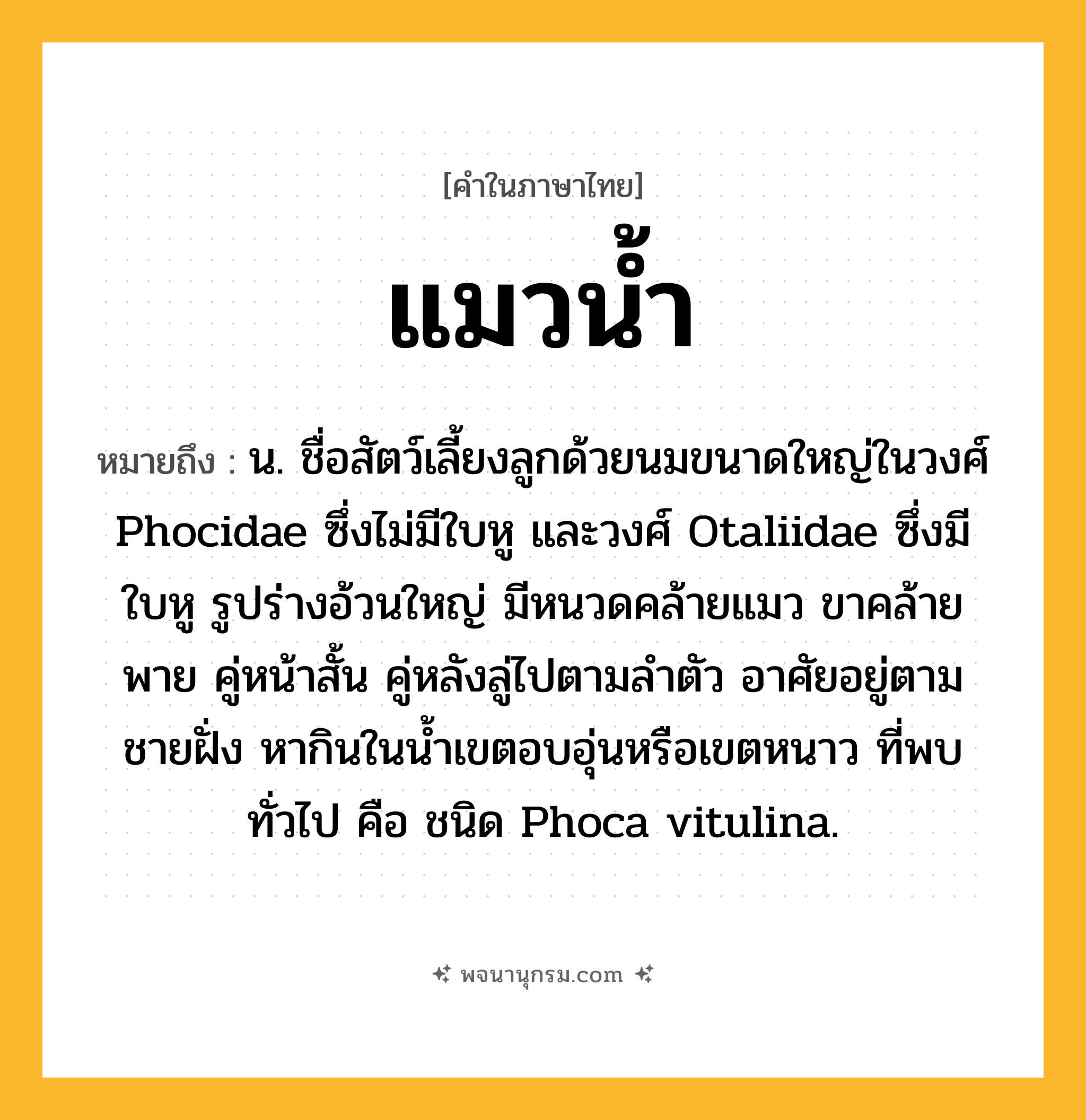 แมวน้ำ ความหมาย หมายถึงอะไร?, คำในภาษาไทย แมวน้ำ หมายถึง น. ชื่อสัตว์เลี้ยงลูกด้วยนมขนาดใหญ่ในวงศ์ Phocidae ซึ่งไม่มีใบหู และวงศ์ Otaliidae ซึ่งมีใบหู รูปร่างอ้วนใหญ่ มีหนวดคล้ายแมว ขาคล้ายพาย คู่หน้าสั้น คู่หลังลู่ไปตามลําตัว อาศัยอยู่ตามชายฝั่ง หากินในนํ้าเขตอบอุ่นหรือเขตหนาว ที่พบทั่วไป คือ ชนิด Phoca vitulina.
