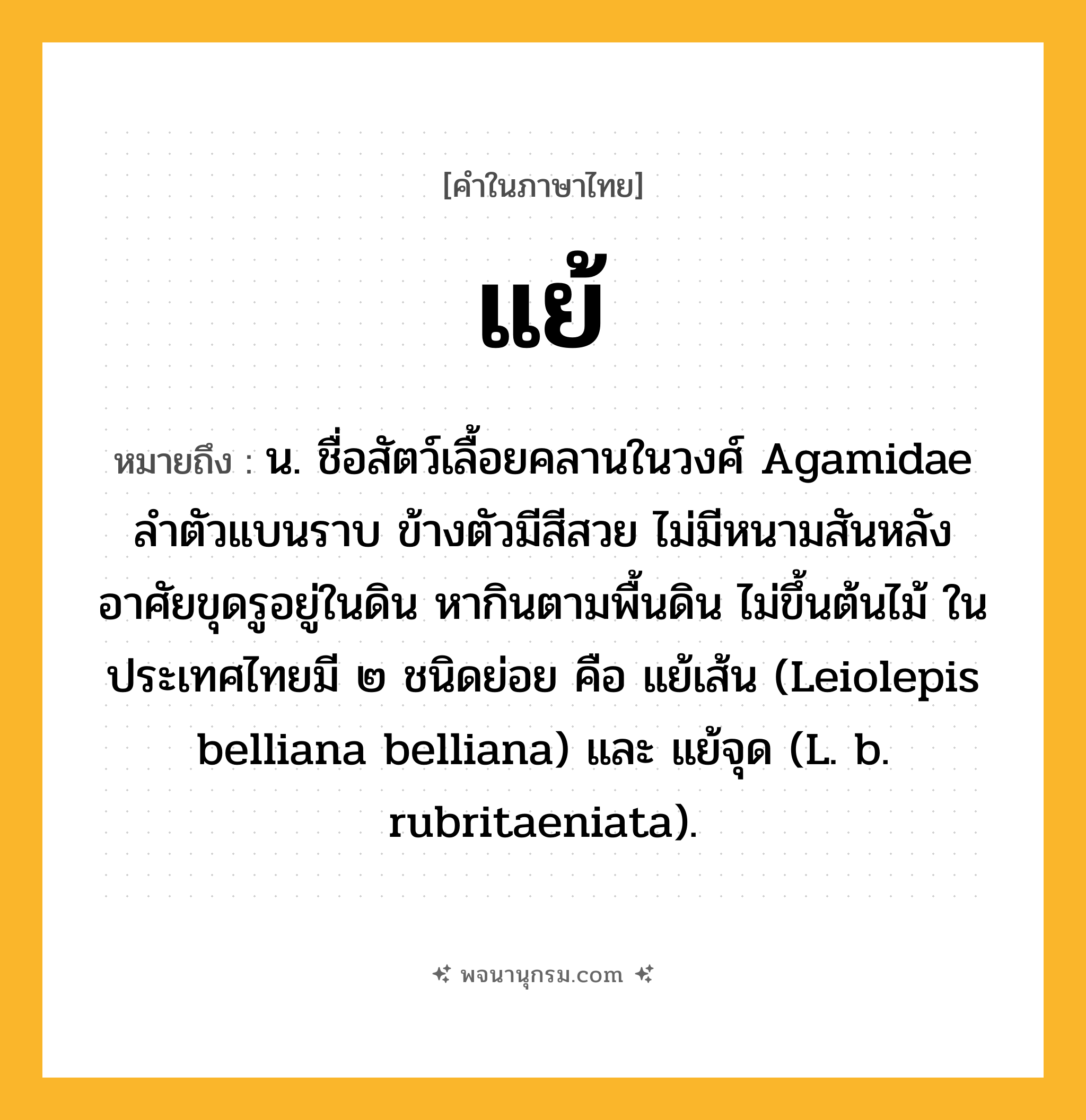 แย้ ความหมาย หมายถึงอะไร?, คำในภาษาไทย แย้ หมายถึง น. ชื่อสัตว์เลื้อยคลานในวงศ์ Agamidae ลําตัวแบนราบ ข้างตัวมีสีสวย ไม่มีหนามสันหลัง อาศัยขุดรูอยู่ในดิน หากินตามพื้นดิน ไม่ขึ้นต้นไม้ ในประเทศไทยมี ๒ ชนิดย่อย คือ แย้เส้น (Leiolepis belliana belliana) และ แย้จุด (L. b. rubritaeniata).