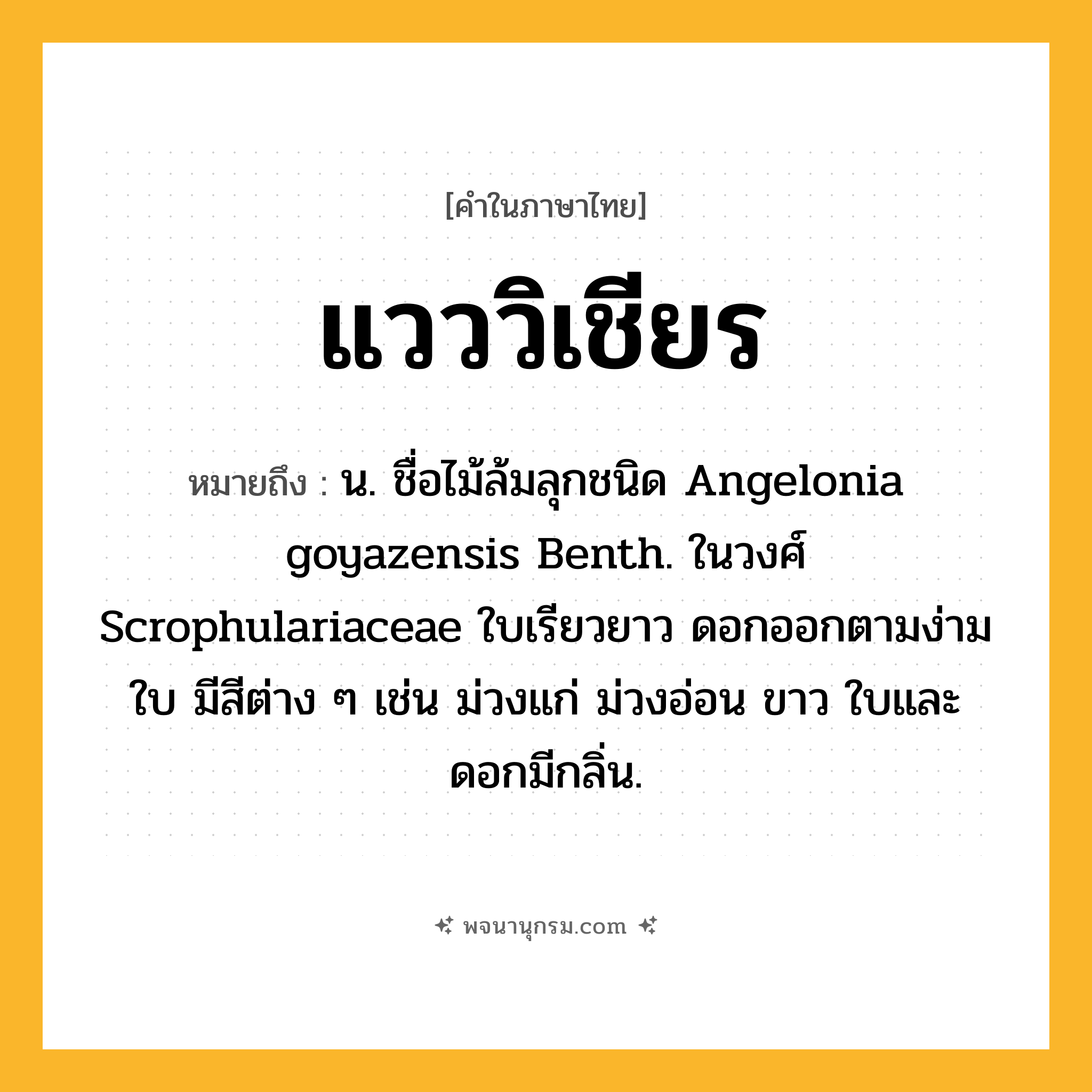 แวววิเชียร ความหมาย หมายถึงอะไร?, คำในภาษาไทย แวววิเชียร หมายถึง น. ชื่อไม้ล้มลุกชนิด Angelonia goyazensis Benth. ในวงศ์ Scrophulariaceae ใบเรียวยาว ดอกออกตามง่ามใบ มีสีต่าง ๆ เช่น ม่วงแก่ ม่วงอ่อน ขาว ใบและดอกมีกลิ่น.