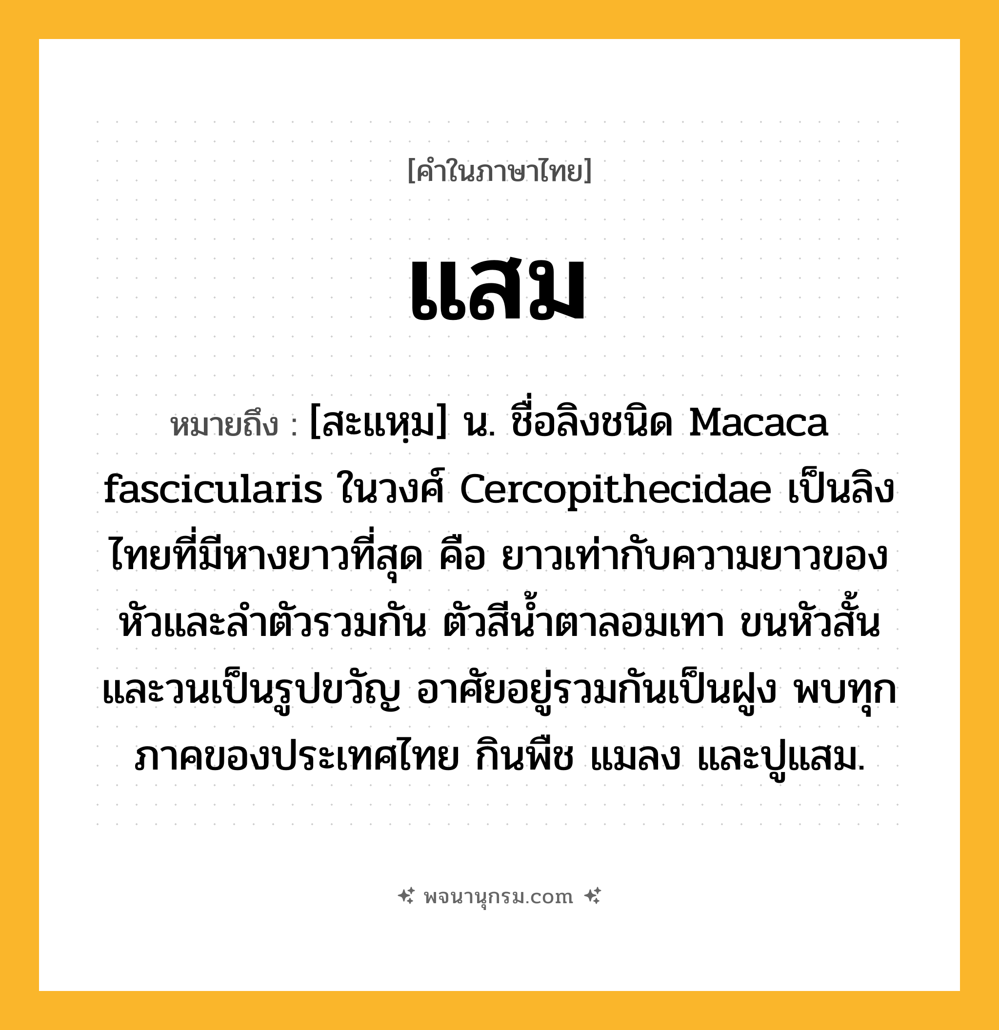 แสม ความหมาย หมายถึงอะไร?, คำในภาษาไทย แสม หมายถึง [สะแหฺม] น. ชื่อลิงชนิด Macaca fascicularis ในวงศ์ Cercopithecidae เป็นลิงไทยที่มีหางยาวที่สุด คือ ยาวเท่ากับความยาวของหัวและลําตัวรวมกัน ตัวสีนํ้าตาลอมเทา ขนหัวสั้นและวนเป็นรูปขวัญ อาศัยอยู่รวมกันเป็นฝูง พบทุกภาคของประเทศไทย กินพืช แมลง และปูแสม.