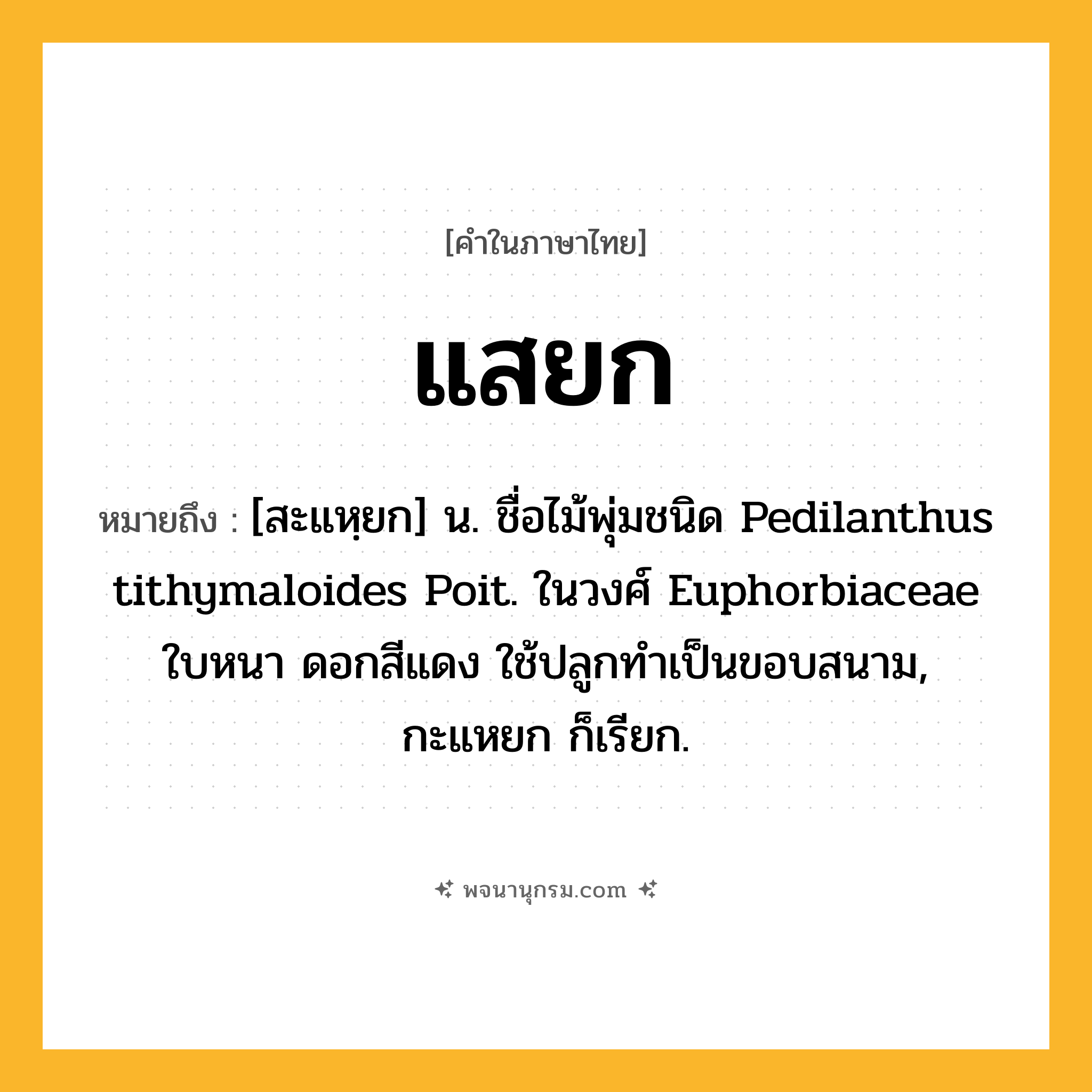 แสยก ความหมาย หมายถึงอะไร?, คำในภาษาไทย แสยก หมายถึง [สะแหฺยก] น. ชื่อไม้พุ่มชนิด Pedilanthus tithymaloides Poit. ในวงศ์ Euphorbiaceae ใบหนา ดอกสีแดง ใช้ปลูกทําเป็นขอบสนาม, กะแหยก ก็เรียก.