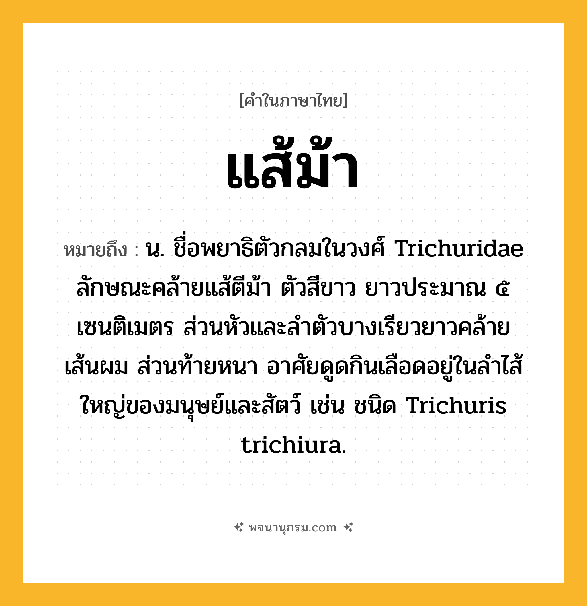 แส้ม้า ความหมาย หมายถึงอะไร?, คำในภาษาไทย แส้ม้า หมายถึง น. ชื่อพยาธิตัวกลมในวงศ์ Trichuridae ลักษณะคล้ายแส้ตีม้า ตัวสีขาว ยาวประมาณ ๕ เซนติเมตร ส่วนหัวและลำตัวบางเรียวยาวคล้ายเส้นผม ส่วนท้ายหนา อาศัยดูดกินเลือดอยู่ในลําไส้ใหญ่ของมนุษย์และสัตว์ เช่น ชนิด Trichuris trichiura.
