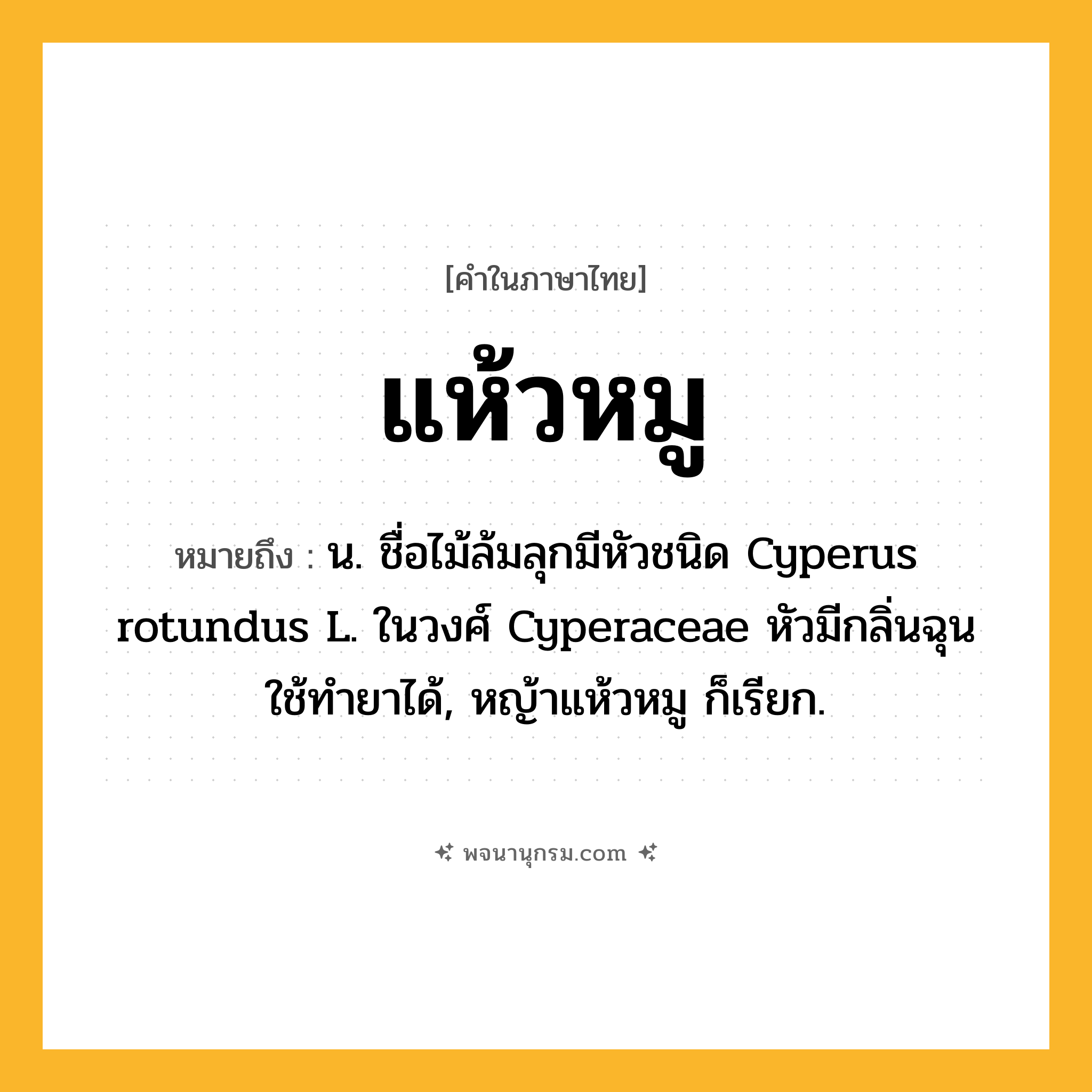 แห้วหมู ความหมาย หมายถึงอะไร?, คำในภาษาไทย แห้วหมู หมายถึง น. ชื่อไม้ล้มลุกมีหัวชนิด Cyperus rotundus L. ในวงศ์ Cyperaceae หัวมีกลิ่นฉุน ใช้ทํายาได้, หญ้าแห้วหมู ก็เรียก.