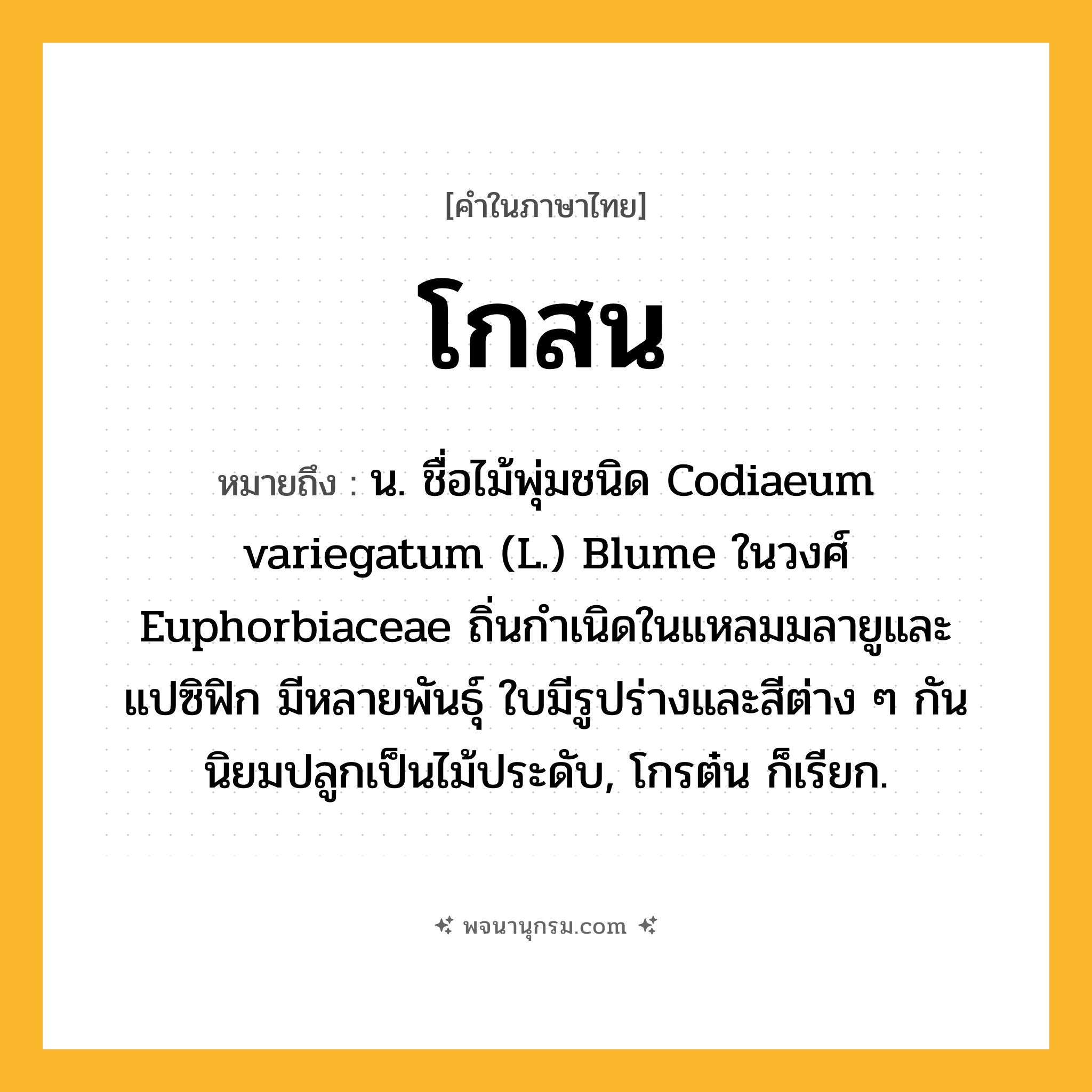 โกสน ความหมาย หมายถึงอะไร?, คำในภาษาไทย โกสน หมายถึง น. ชื่อไม้พุ่มชนิด Codiaeum variegatum (L.) Blume ในวงศ์ Euphorbiaceae ถิ่นกําเนิดในแหลมมลายูและแปซิฟิก มีหลายพันธุ์ ใบมีรูปร่างและสีต่าง ๆ กัน นิยมปลูกเป็นไม้ประดับ, โกรต๋น ก็เรียก.