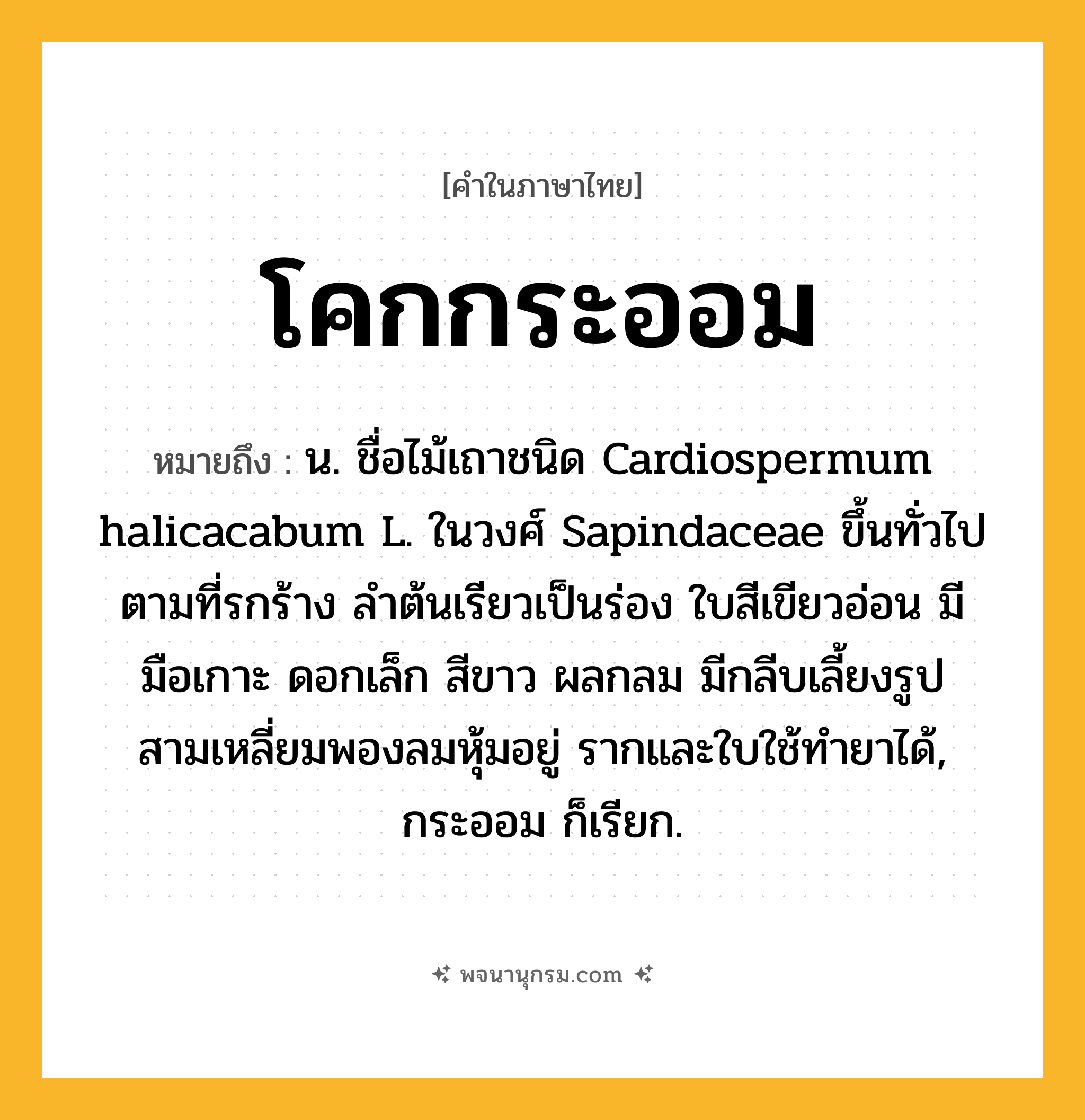 โคกกระออม ความหมาย หมายถึงอะไร?, คำในภาษาไทย โคกกระออม หมายถึง น. ชื่อไม้เถาชนิด Cardiospermum halicacabum L. ในวงศ์ Sapindaceae ขึ้นทั่วไปตามที่รกร้าง ลําต้นเรียวเป็นร่อง ใบสีเขียวอ่อน มีมือเกาะ ดอกเล็ก สีขาว ผลกลม มีกลีบเลี้ยงรูปสามเหลี่ยมพองลมหุ้มอยู่ รากและใบใช้ทํายาได้, กระออม ก็เรียก.