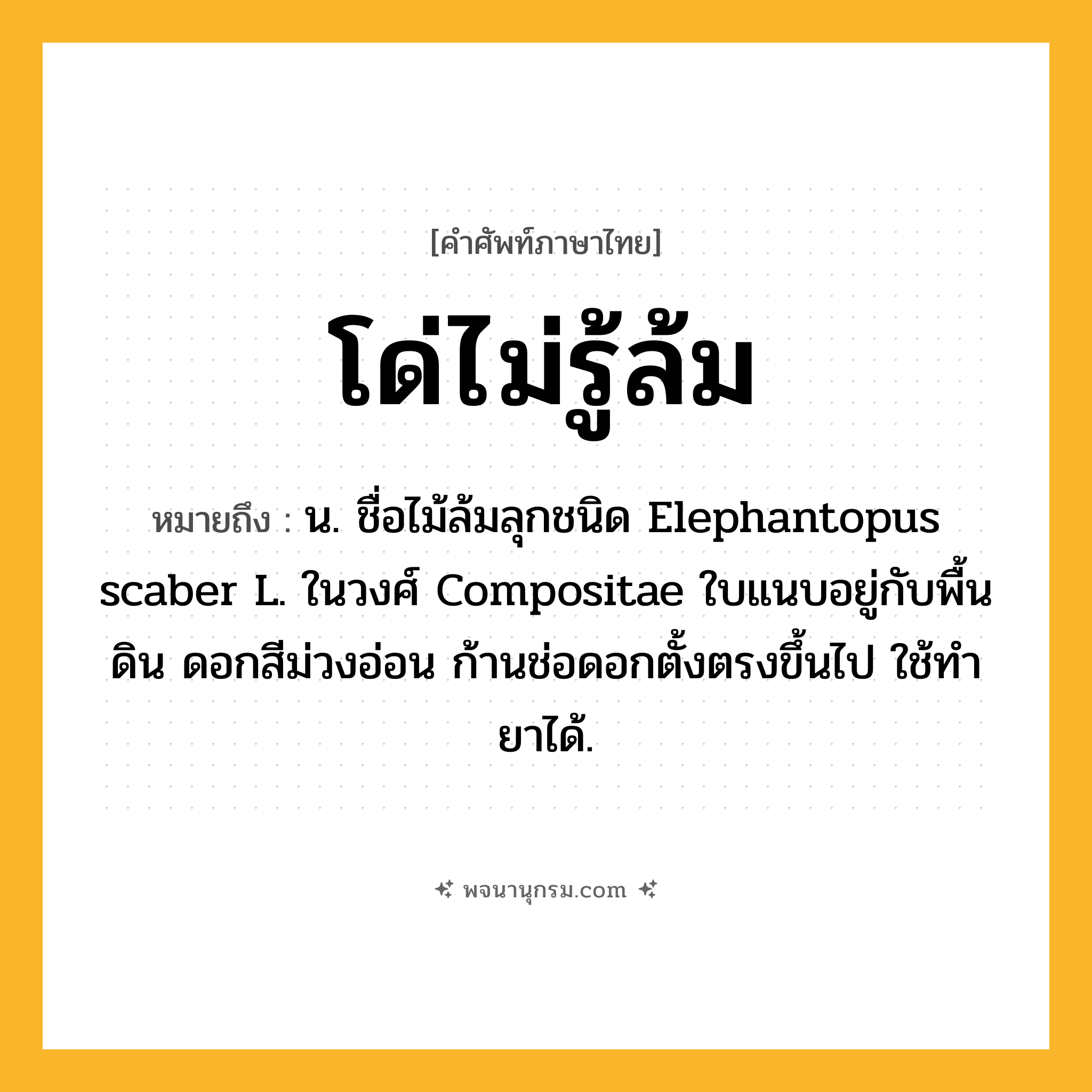 โด่ไม่รู้ล้ม ความหมาย หมายถึงอะไร?, คำในภาษาไทย โด่ไม่รู้ล้ม หมายถึง น. ชื่อไม้ล้มลุกชนิด Elephantopus scaber L. ในวงศ์ Compositae ใบแนบอยู่กับพื้นดิน ดอกสีม่วงอ่อน ก้านช่อดอกตั้งตรงขึ้นไป ใช้ทํายาได้.