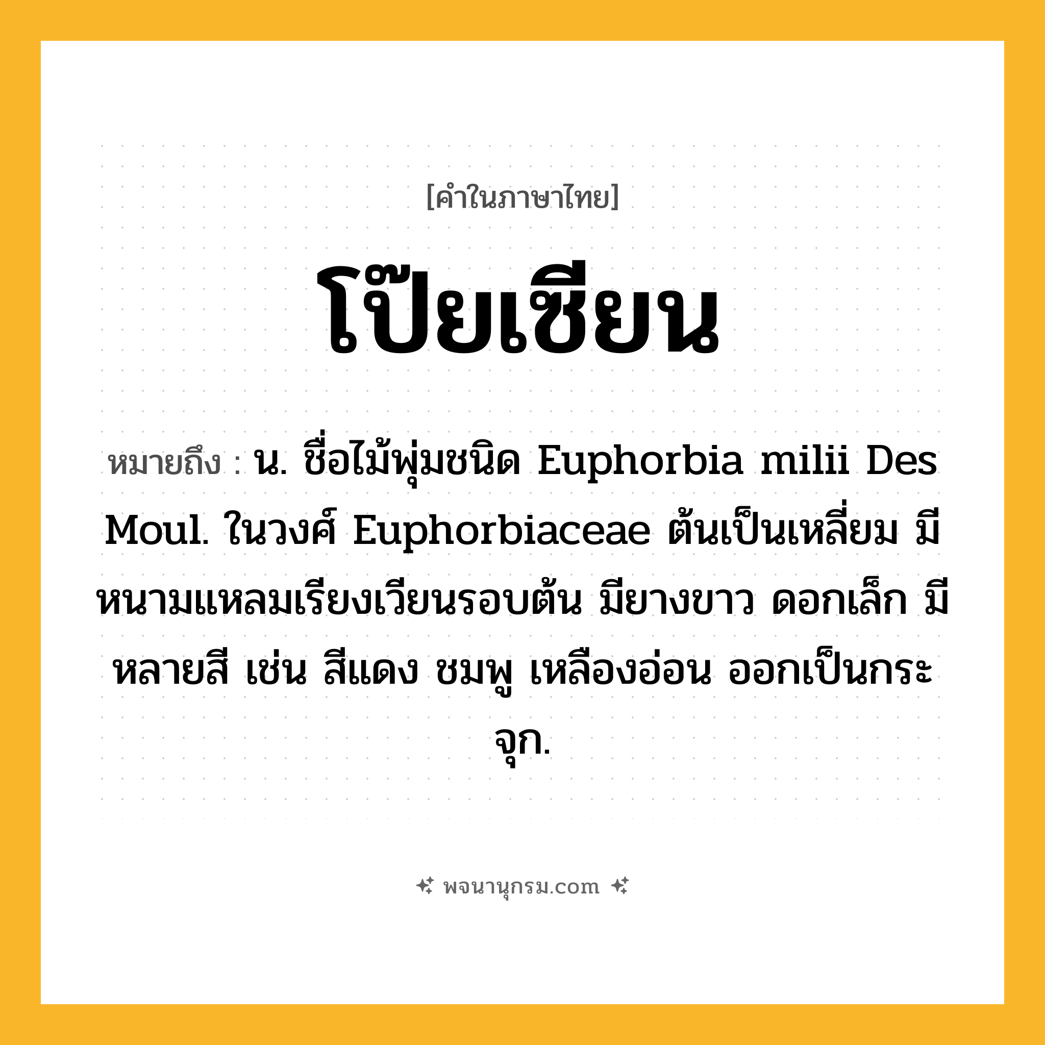 โป๊ยเซียน ความหมาย หมายถึงอะไร?, คำในภาษาไทย โป๊ยเซียน หมายถึง น. ชื่อไม้พุ่มชนิด Euphorbia milii Des Moul. ในวงศ์ Euphorbiaceae ต้นเป็นเหลี่ยม มีหนามแหลมเรียงเวียนรอบต้น มียางขาว ดอกเล็ก มีหลายสี เช่น สีแดง ชมพู เหลืองอ่อน ออกเป็นกระจุก.