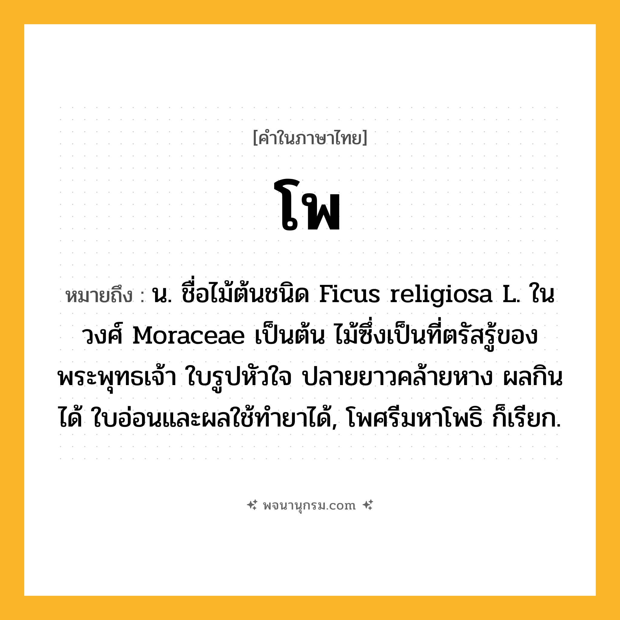 โพ ความหมาย หมายถึงอะไร?, คำในภาษาไทย โพ หมายถึง น. ชื่อไม้ต้นชนิด Ficus religiosa L. ในวงศ์ Moraceae เป็นต้น ไม้ซึ่งเป็นที่ตรัสรู้ของพระพุทธเจ้า ใบรูปหัวใจ ปลายยาวคล้ายหาง ผลกินได้ ใบอ่อนและผลใช้ทำยาได้, โพศรีมหาโพธิ ก็เรียก.