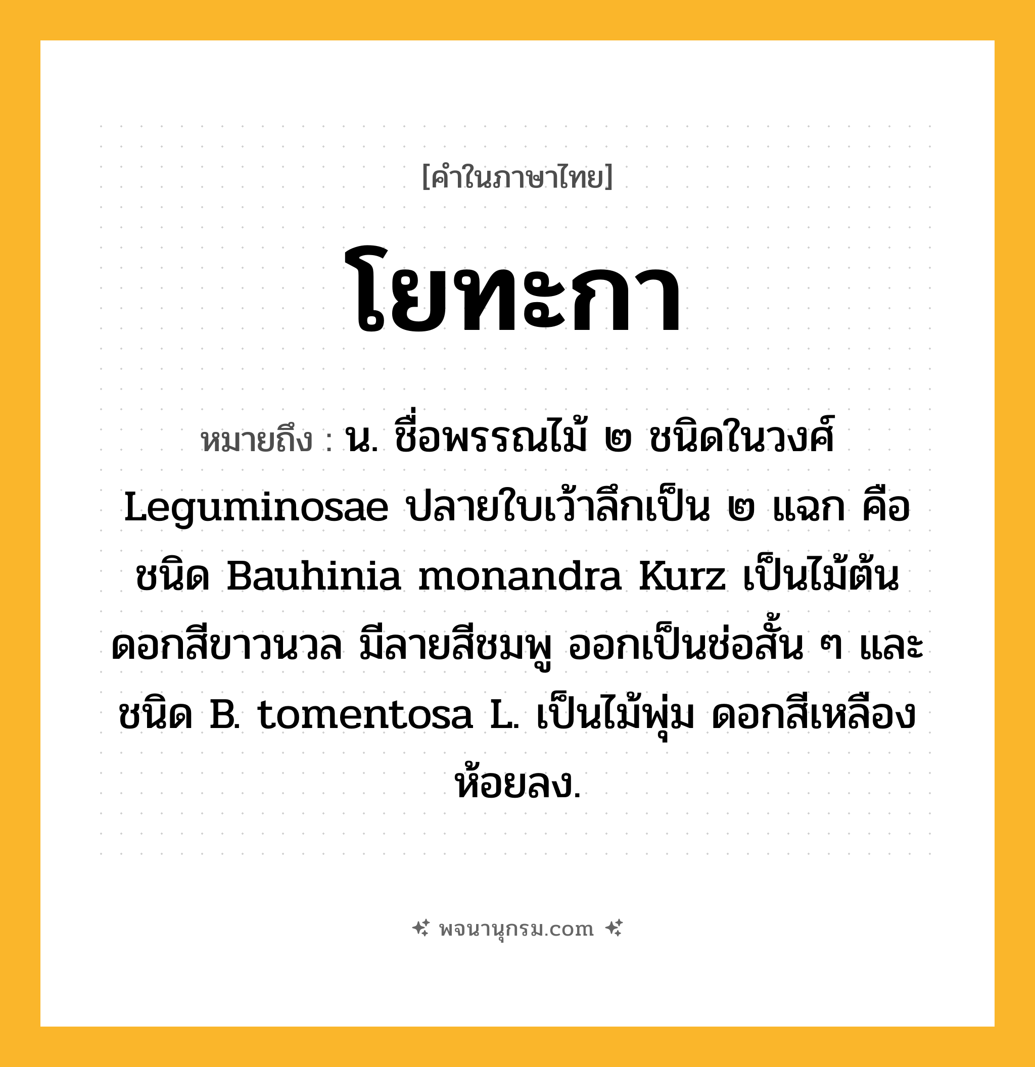 โยทะกา ความหมาย หมายถึงอะไร?, คำในภาษาไทย โยทะกา หมายถึง น. ชื่อพรรณไม้ ๒ ชนิดในวงศ์ Leguminosae ปลายใบเว้าลึกเป็น ๒ แฉก คือ ชนิด Bauhinia monandra Kurz เป็นไม้ต้น ดอกสีขาวนวล มีลายสีชมพู ออกเป็นช่อสั้น ๆ และชนิด B. tomentosa L. เป็นไม้พุ่ม ดอกสีเหลือง ห้อยลง.