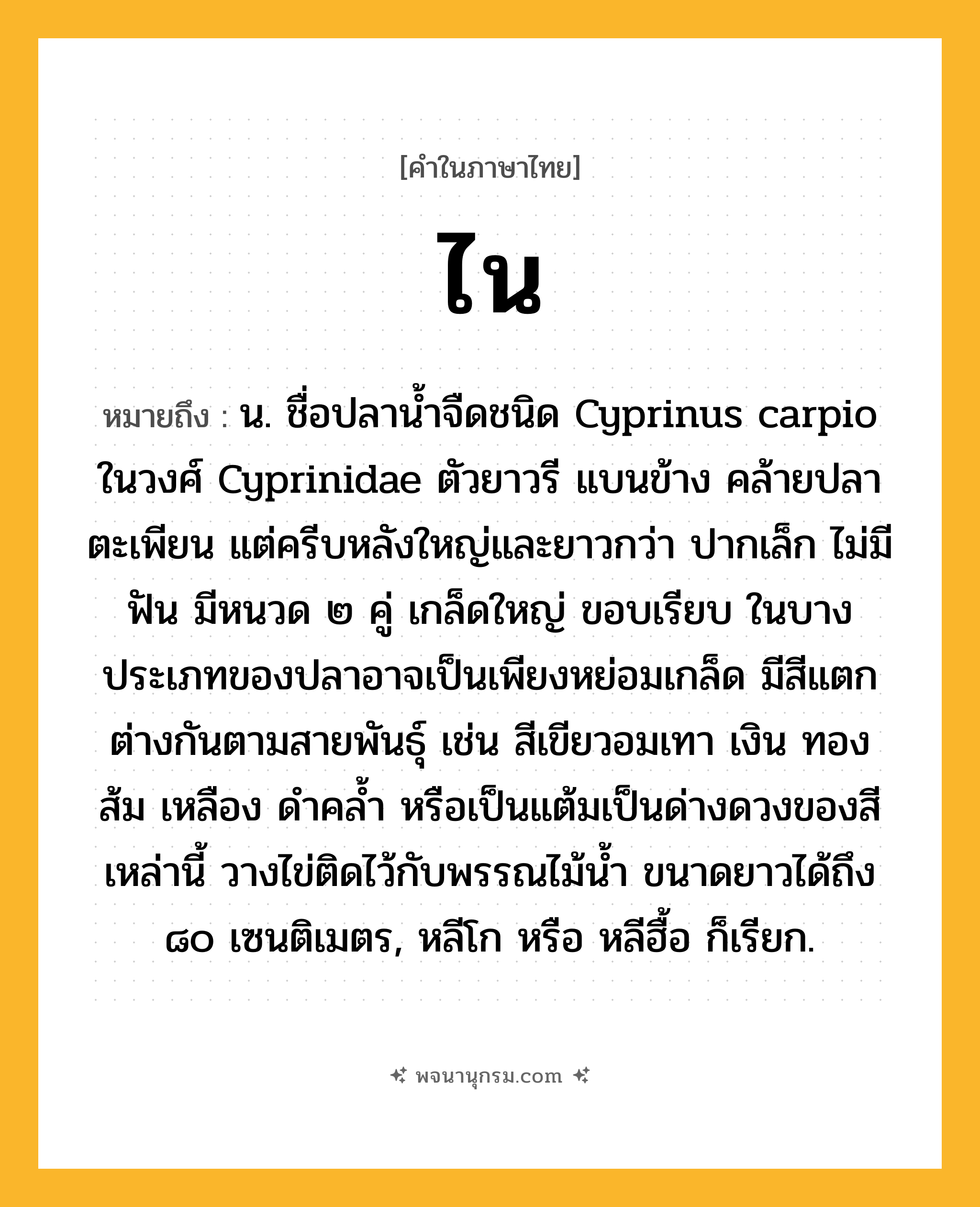ไน ความหมาย หมายถึงอะไร?, คำในภาษาไทย ไน หมายถึง น. ชื่อปลานํ้าจืดชนิด Cyprinus carpio ในวงศ์ Cyprinidae ตัวยาวรี แบนข้าง คล้ายปลาตะเพียน แต่ครีบหลังใหญ่และยาวกว่า ปากเล็ก ไม่มีฟัน มีหนวด ๒ คู่ เกล็ดใหญ่ ขอบเรียบ ในบางประเภทของปลาอาจเป็นเพียงหย่อมเกล็ด มีสีแตกต่างกันตามสายพันธุ์ เช่น สีเขียวอมเทา เงิน ทอง ส้ม เหลือง ดําคลํ้า หรือเป็นแต้มเป็นด่างดวงของสีเหล่านี้ วางไข่ติดไว้กับพรรณไม้นํ้า ขนาดยาวได้ถึง ๘๐ เซนติเมตร, หลีโก หรือ หลีฮื้อ ก็เรียก.