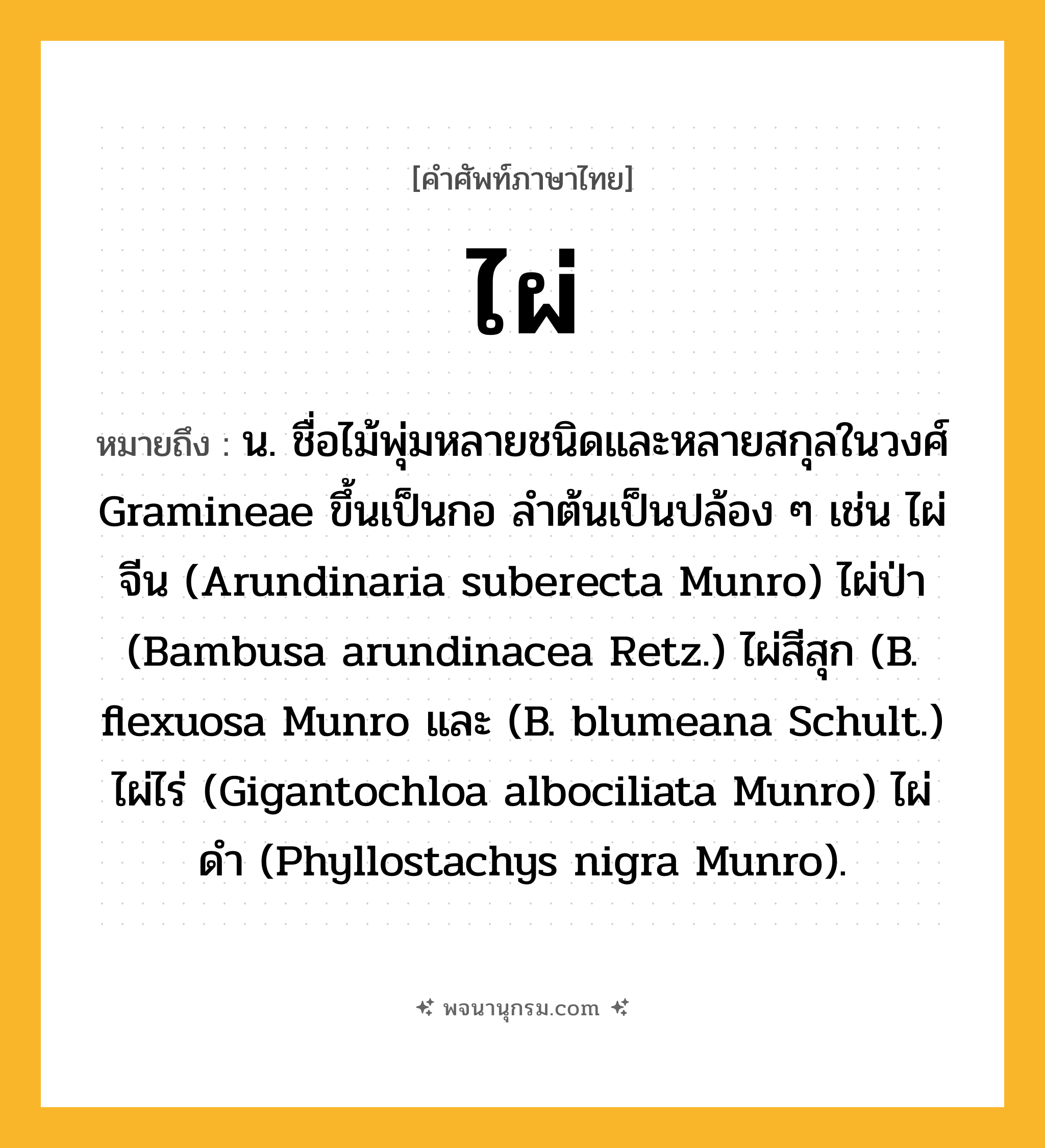 ไผ่ ความหมาย หมายถึงอะไร?, คำในภาษาไทย ไผ่ หมายถึง น. ชื่อไม้พุ่มหลายชนิดและหลายสกุลในวงศ์ Gramineae ขึ้นเป็นกอ ลําต้นเป็นปล้อง ๆ เช่น ไผ่จีน (Arundinaria suberecta Munro) ไผ่ป่า (Bambusa arundinacea Retz.) ไผ่สีสุก (B. flexuosa Munro และ (B. blumeana Schult.) ไผ่ไร่ (Gigantochloa albociliata Munro) ไผ่ดํา (Phyllostachys nigra Munro).