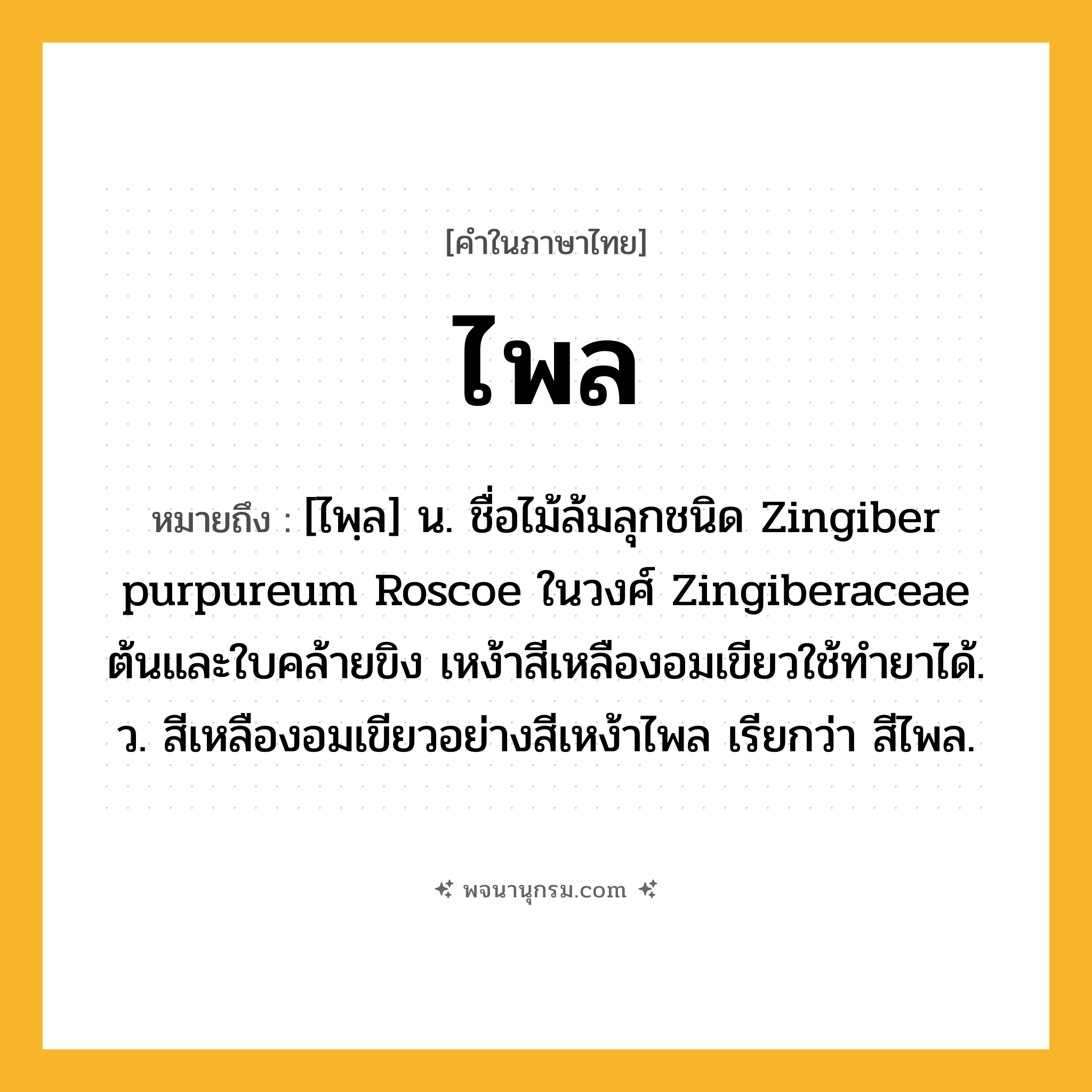 ไพล ความหมาย หมายถึงอะไร?, คำในภาษาไทย ไพล หมายถึง [ไพฺล] น. ชื่อไม้ล้มลุกชนิด Zingiber purpureum Roscoe ในวงศ์ Zingiberaceae ต้นและใบคล้ายขิง เหง้าสีเหลืองอมเขียวใช้ทํายาได้. ว. สีเหลืองอมเขียวอย่างสีเหง้าไพล เรียกว่า สีไพล.