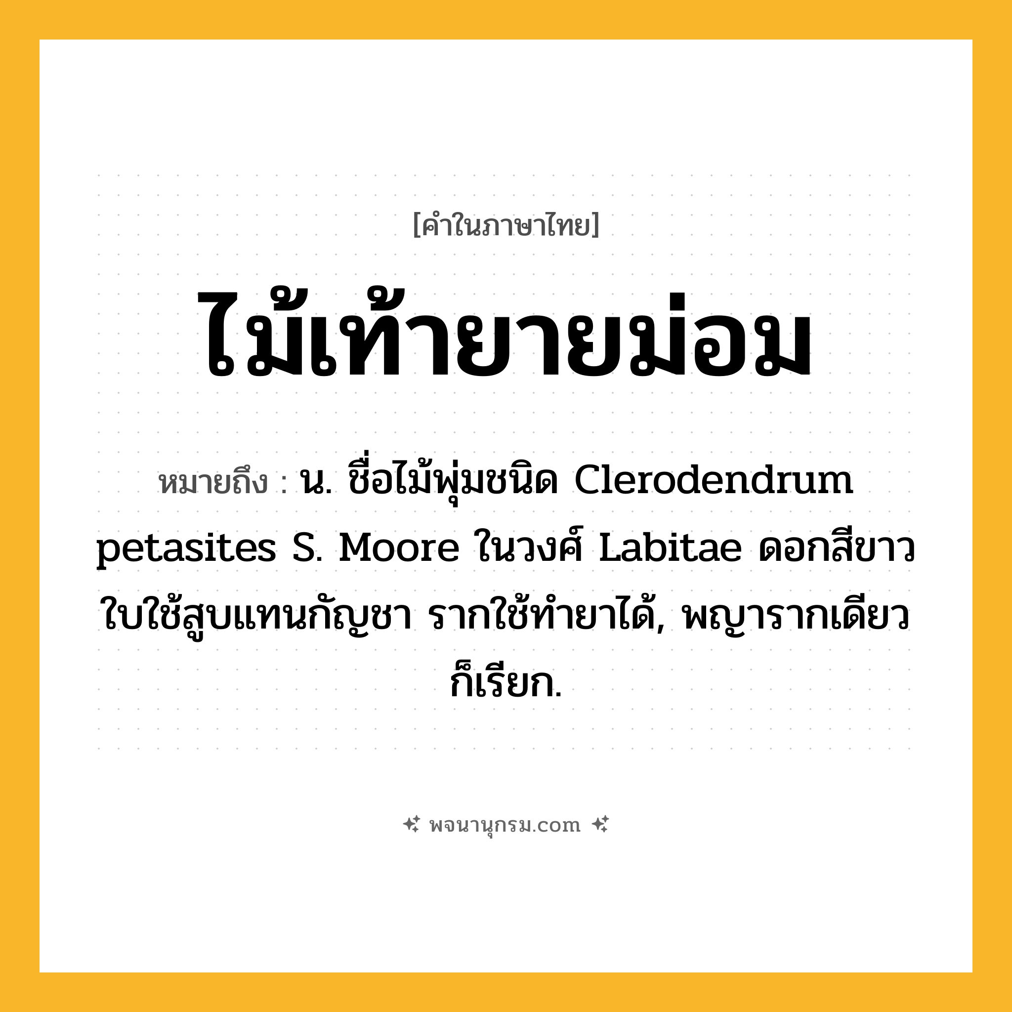 ไม้เท้ายายม่อม ความหมาย หมายถึงอะไร?, คำในภาษาไทย ไม้เท้ายายม่อม หมายถึง น. ชื่อไม้พุ่มชนิด Clerodendrum petasites S. Moore ในวงศ์ Labitae ดอกสีขาว ใบใช้สูบแทนกัญชา รากใช้ทํายาได้, พญารากเดียว ก็เรียก.